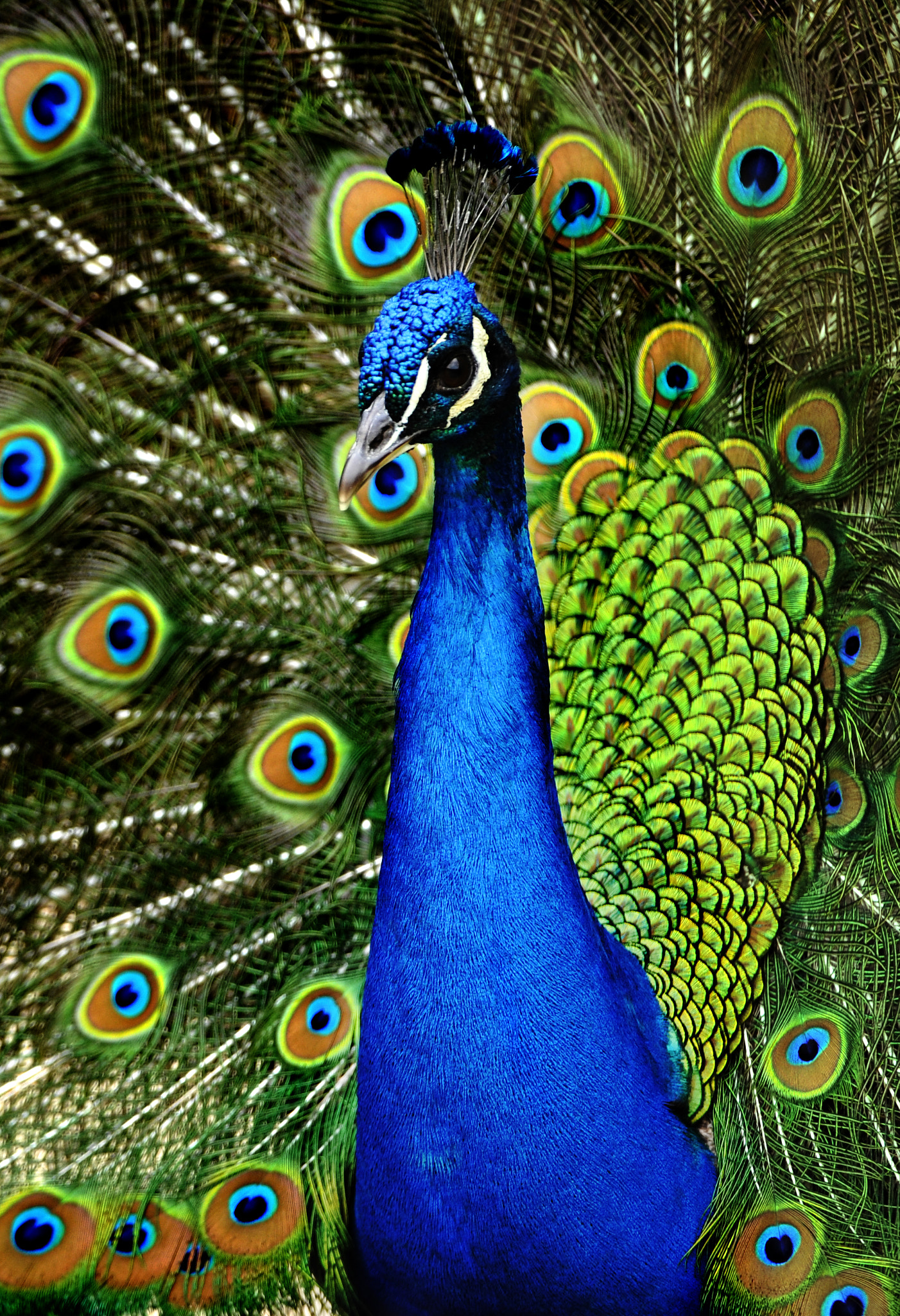 Nikon D3 sample photo. Peacock photography