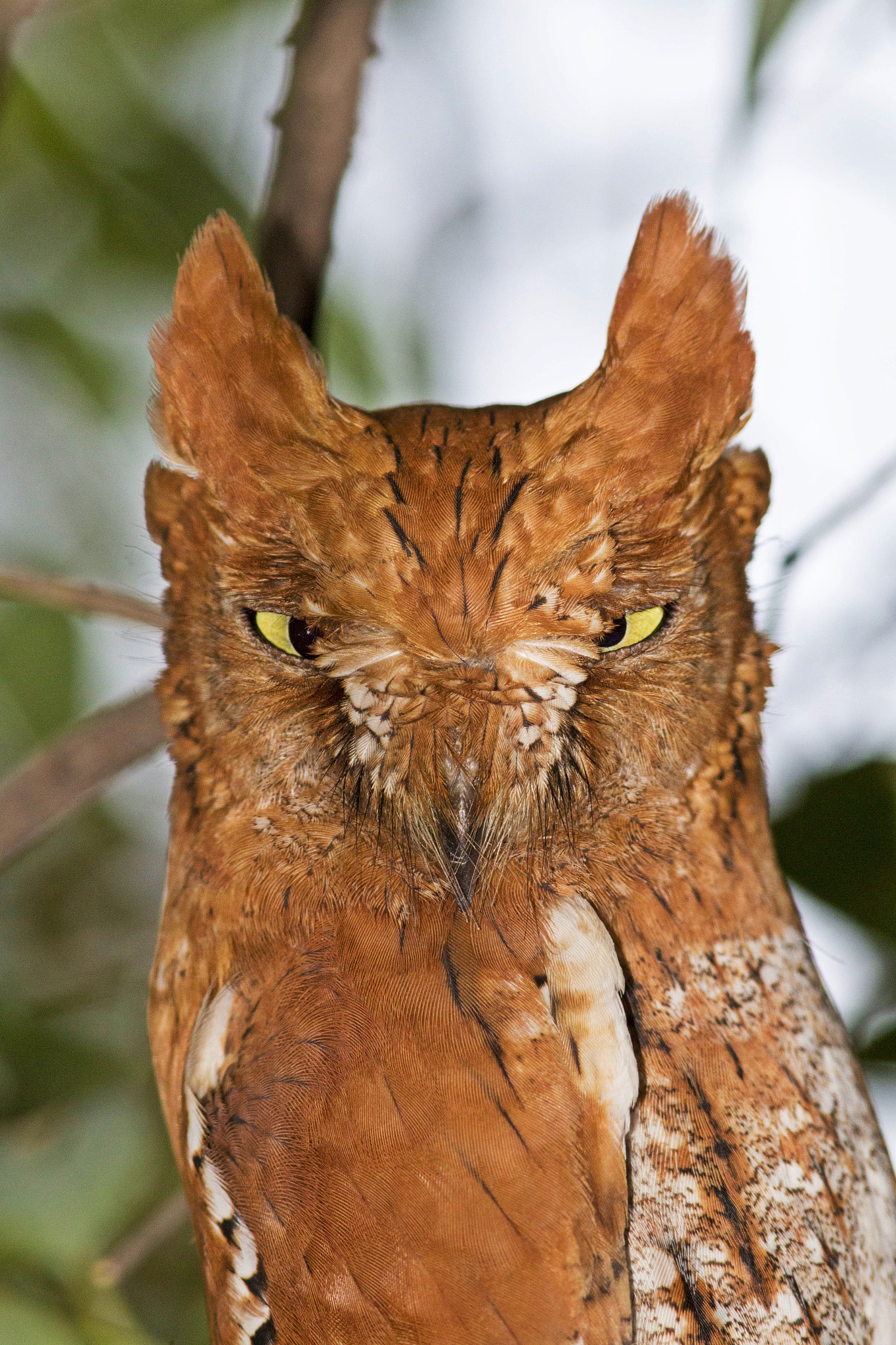 Canon EOS 70D + Canon EF 300mm F4L IS USM sample photo. Oriental scops owl (rufous morph) photography
