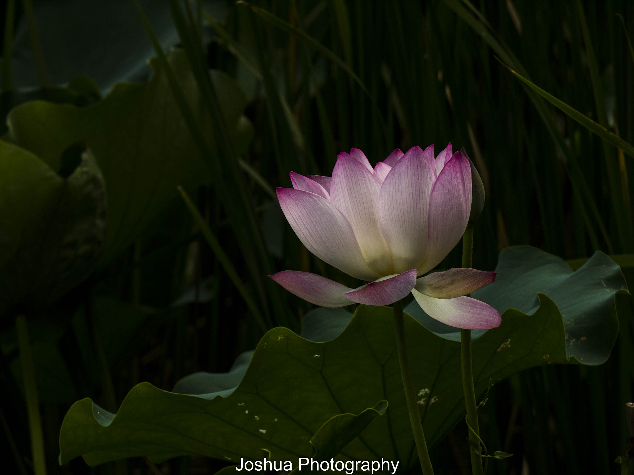 Panasonic Lumix G Vario 45-200mm F4-5.6 OIS sample photo. _1130532.jpg photography