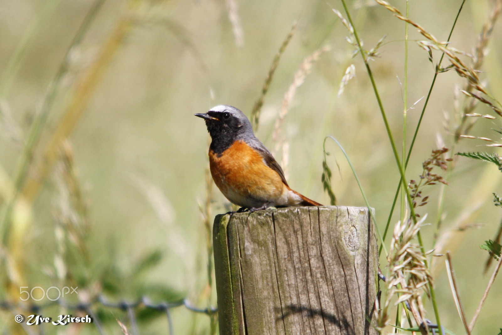 Sigma 150-500mm F5-6.3 DG OS HSM sample photo. Redstart photography