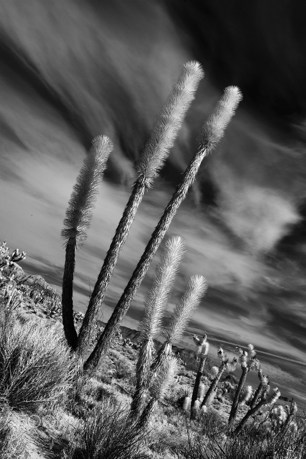 Nikon D3X sample photo. Jashua tree 4 photography
