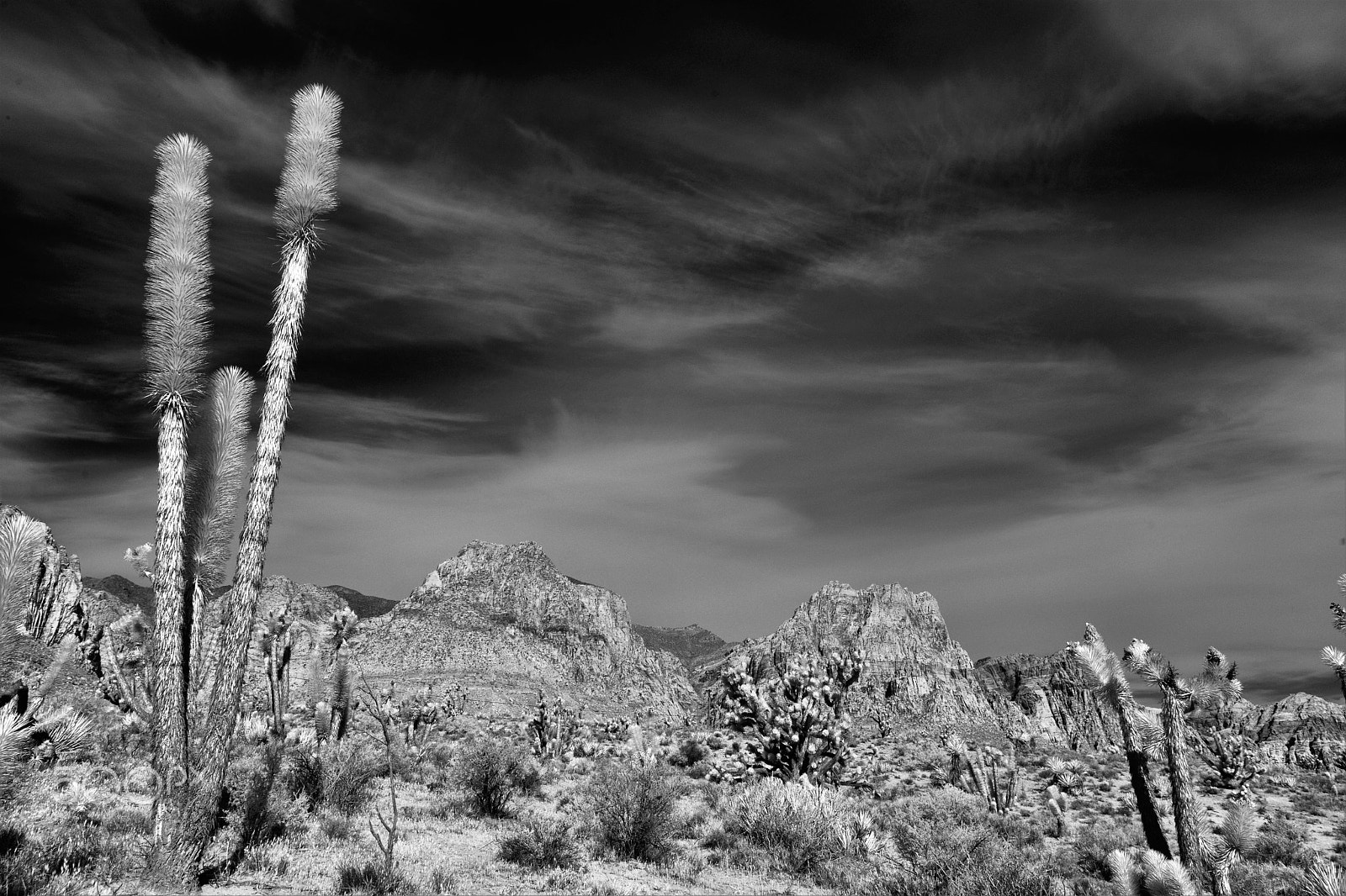 Nikon D3X sample photo. Jashua tree 3 photography