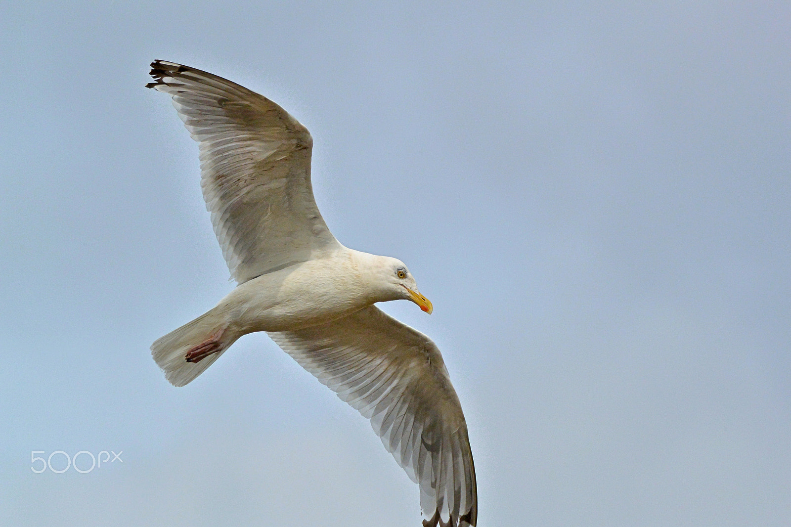 Nikon 1 Nikkor VR 70-300mm F4.5-5.6 sample photo. Sea gull in flight photography