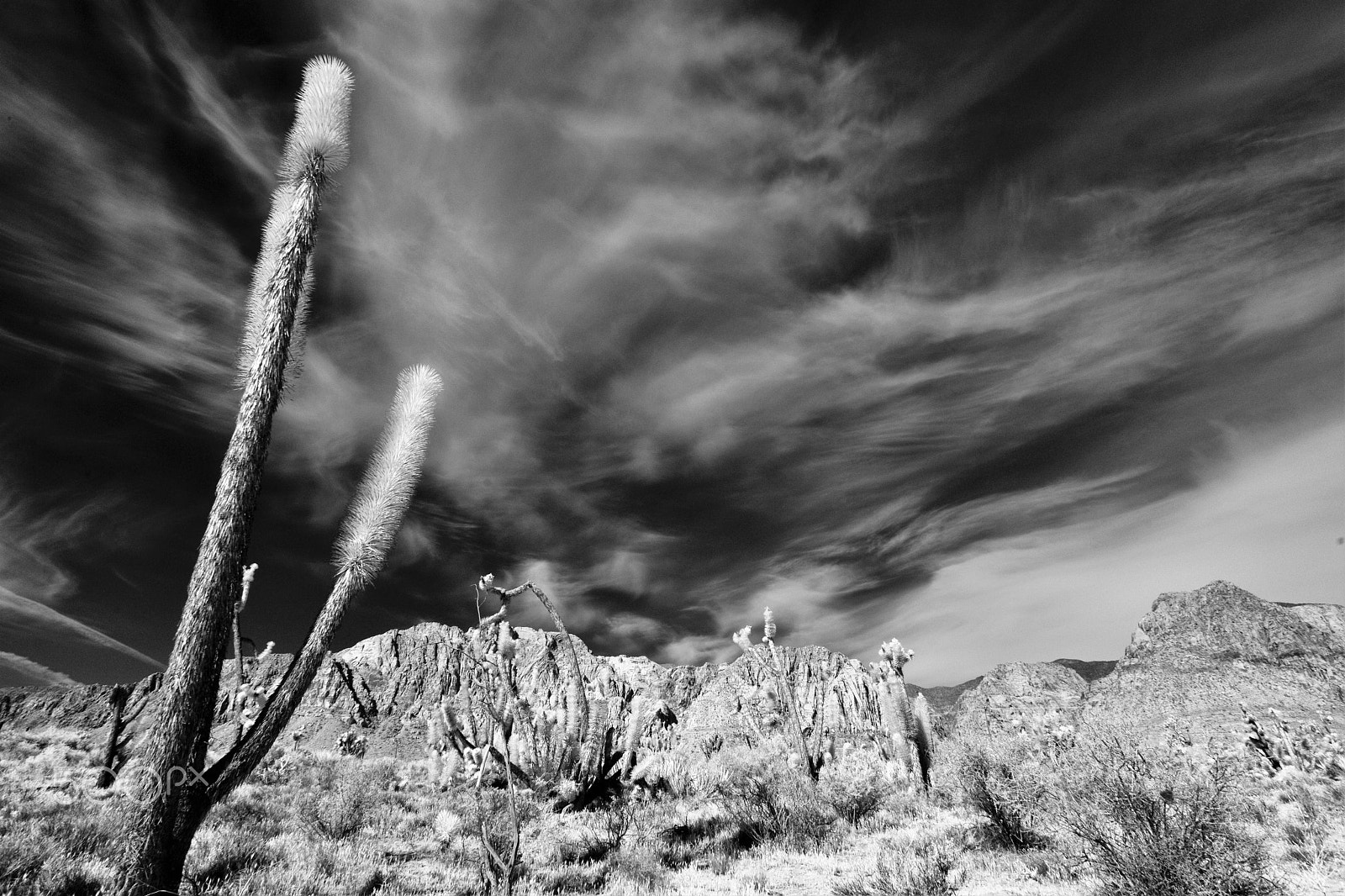 Nikon D3X sample photo. Jashua tree photography