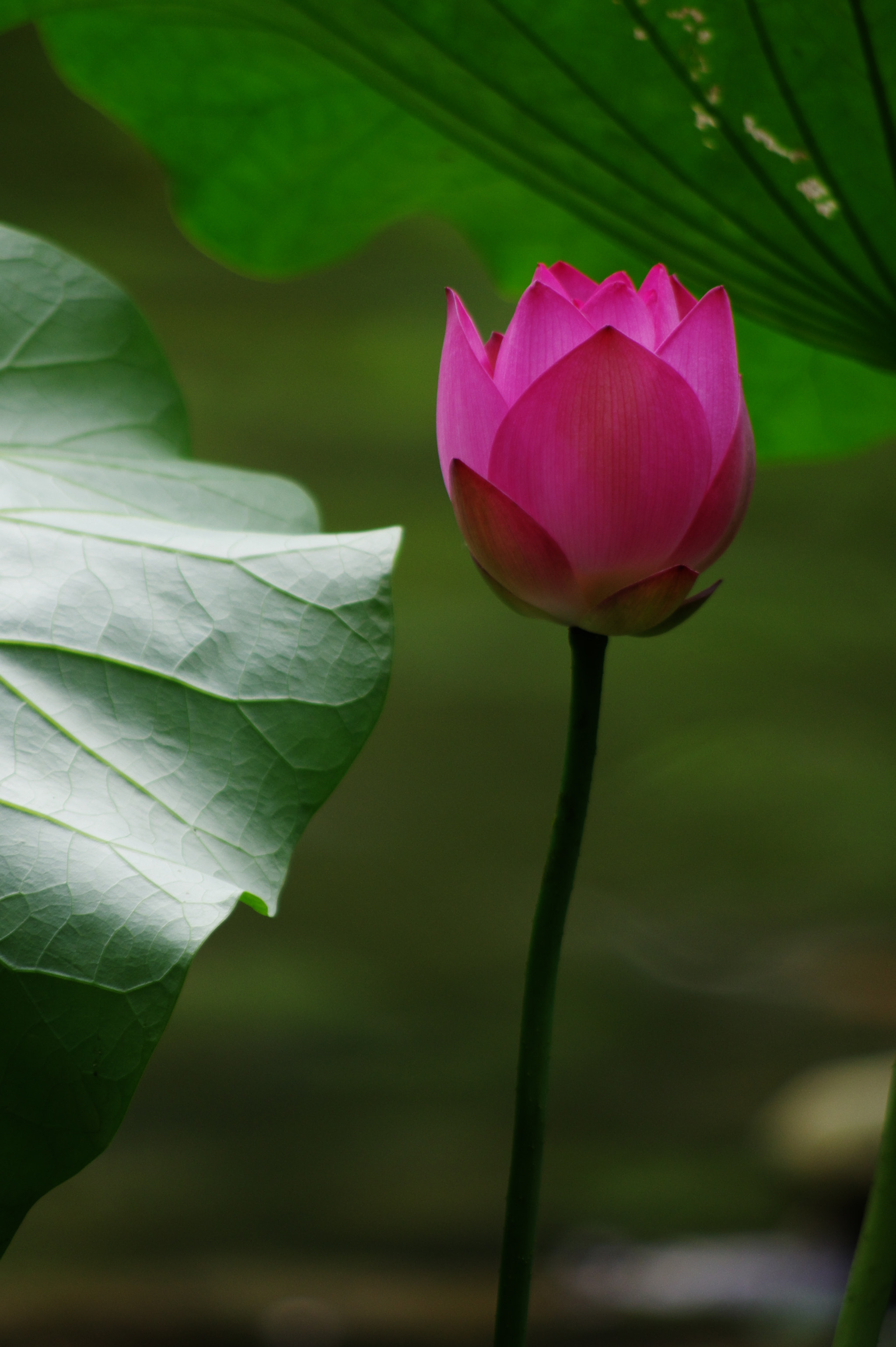 smc PENTAX-DA L 55-300mm F4-5.8 ED sample photo