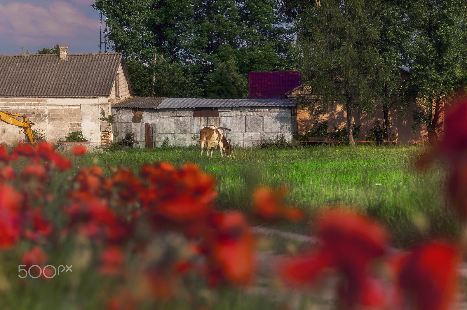 Sigma 105mm F2.8 EX DG OS HSM sample photo. Landscape with a cow photography