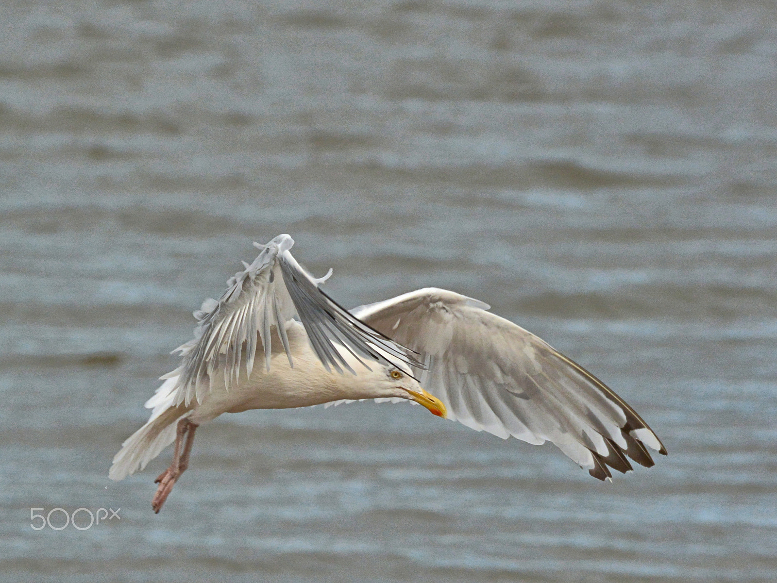 Nikon 1 V2 sample photo. Sea gull takeoff photography