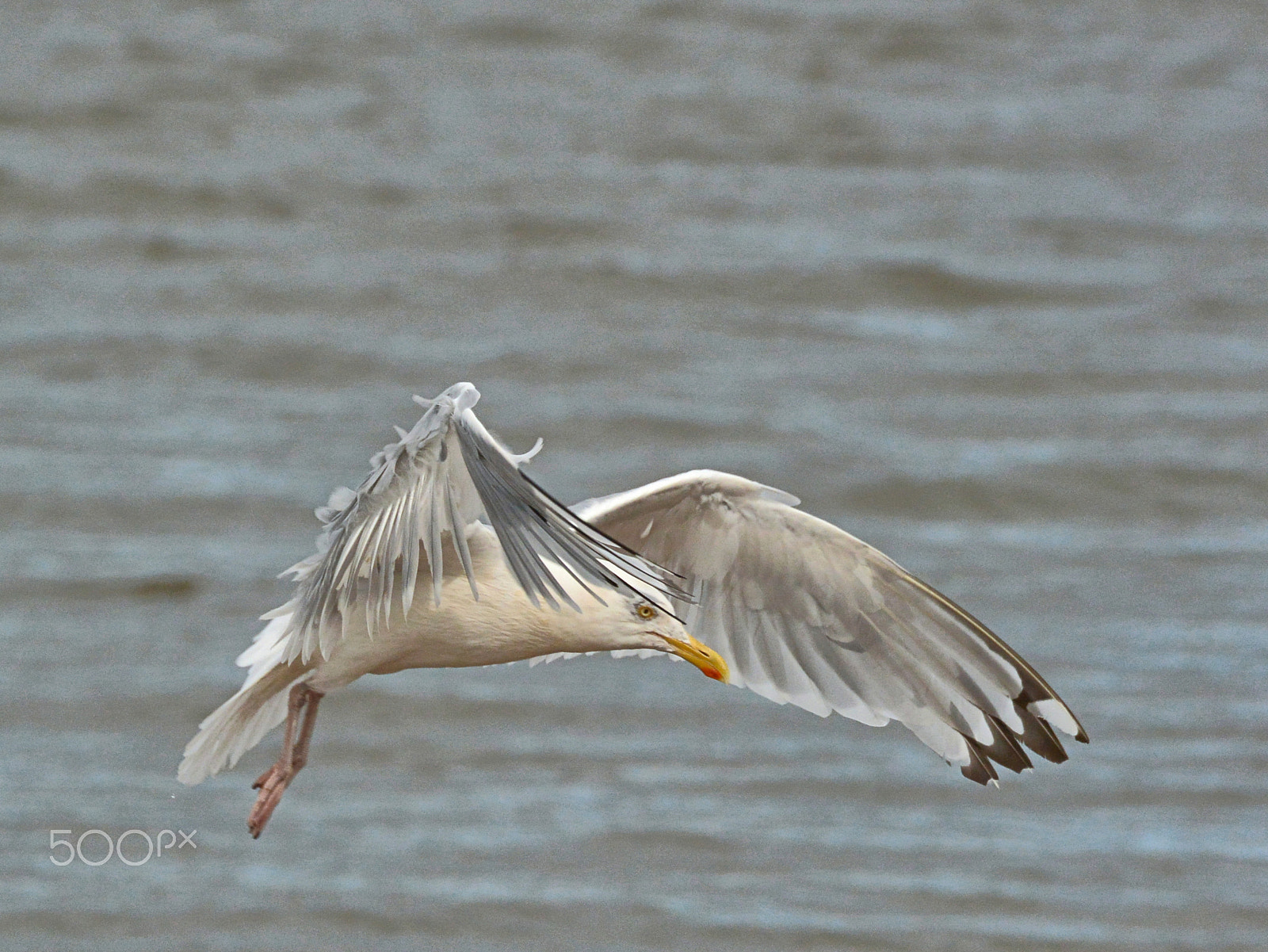 Nikon 1 V2 + Nikon 1 Nikkor VR 70-300mm F4.5-5.6 sample photo. Sea gull takeoff photography