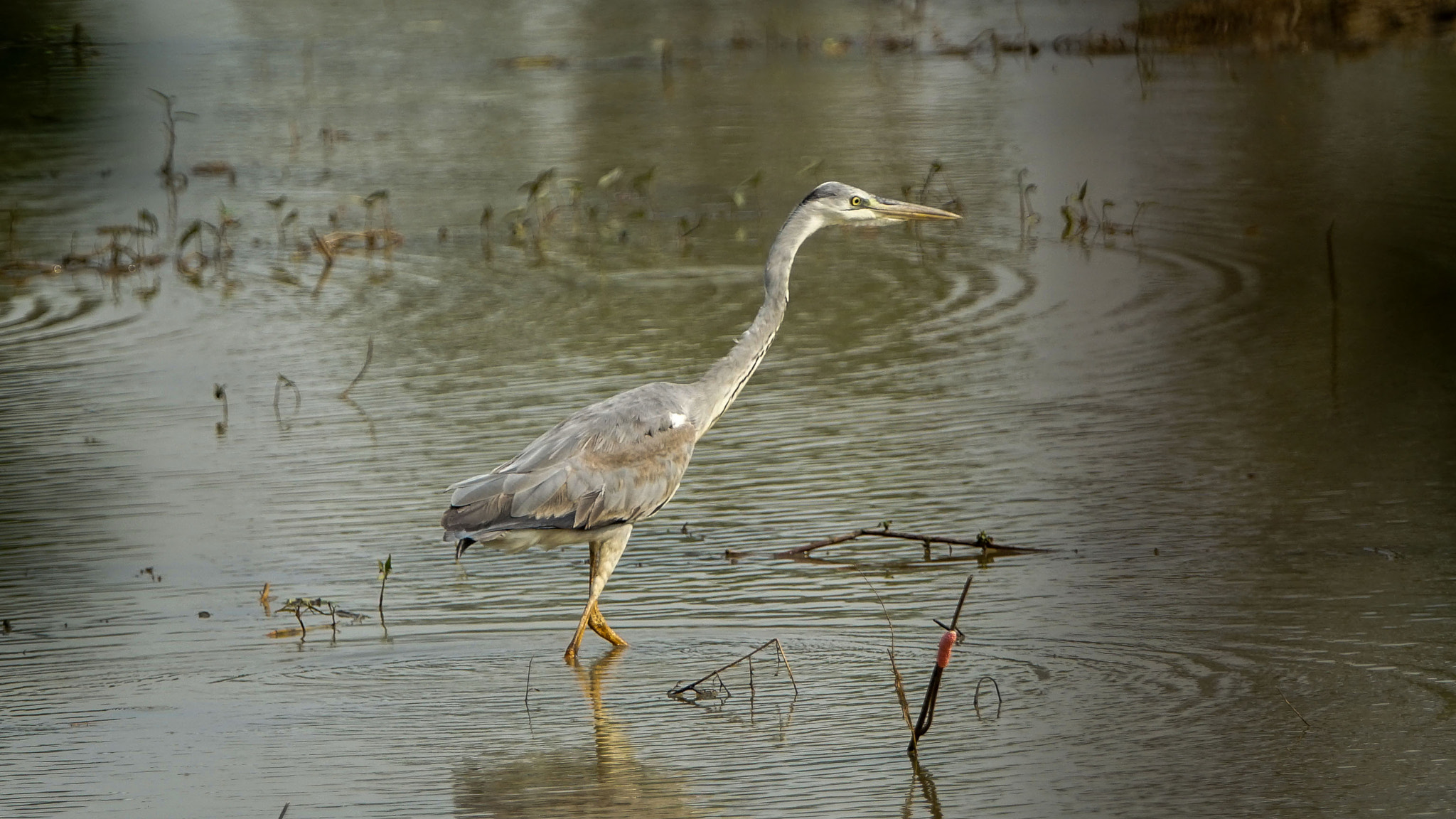 Sony 70-400mm F4-5.6 G SSM II sample photo. Grey heron photography