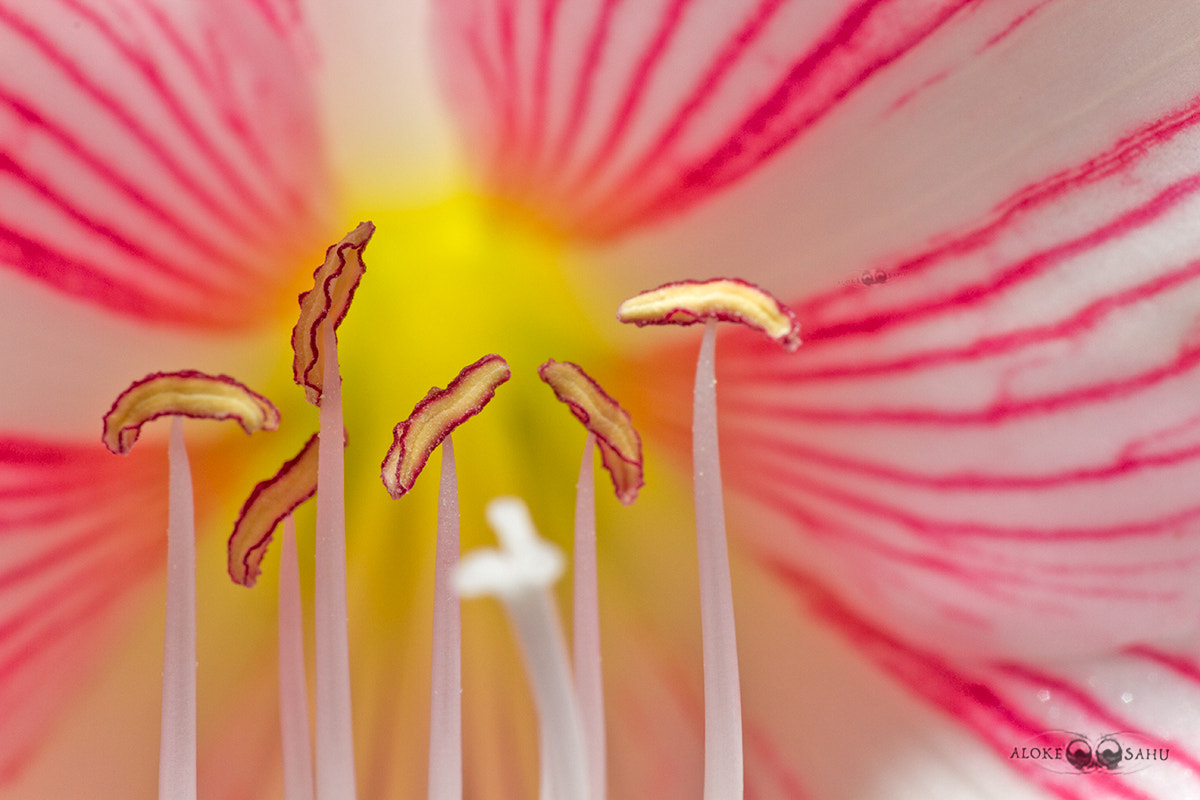 Canon MP-E 65mm F2.5 1-5x Macro Photo sample photo. Burst photography
