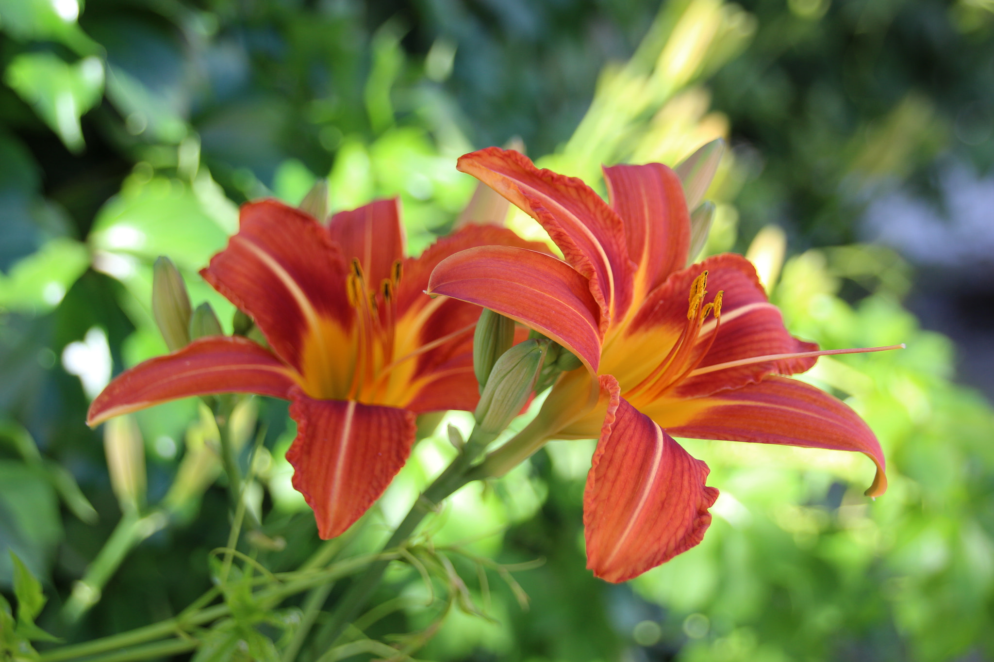 Sigma 18-250mm F3.5-6.3 DC OS HSM sample photo. My garden photography