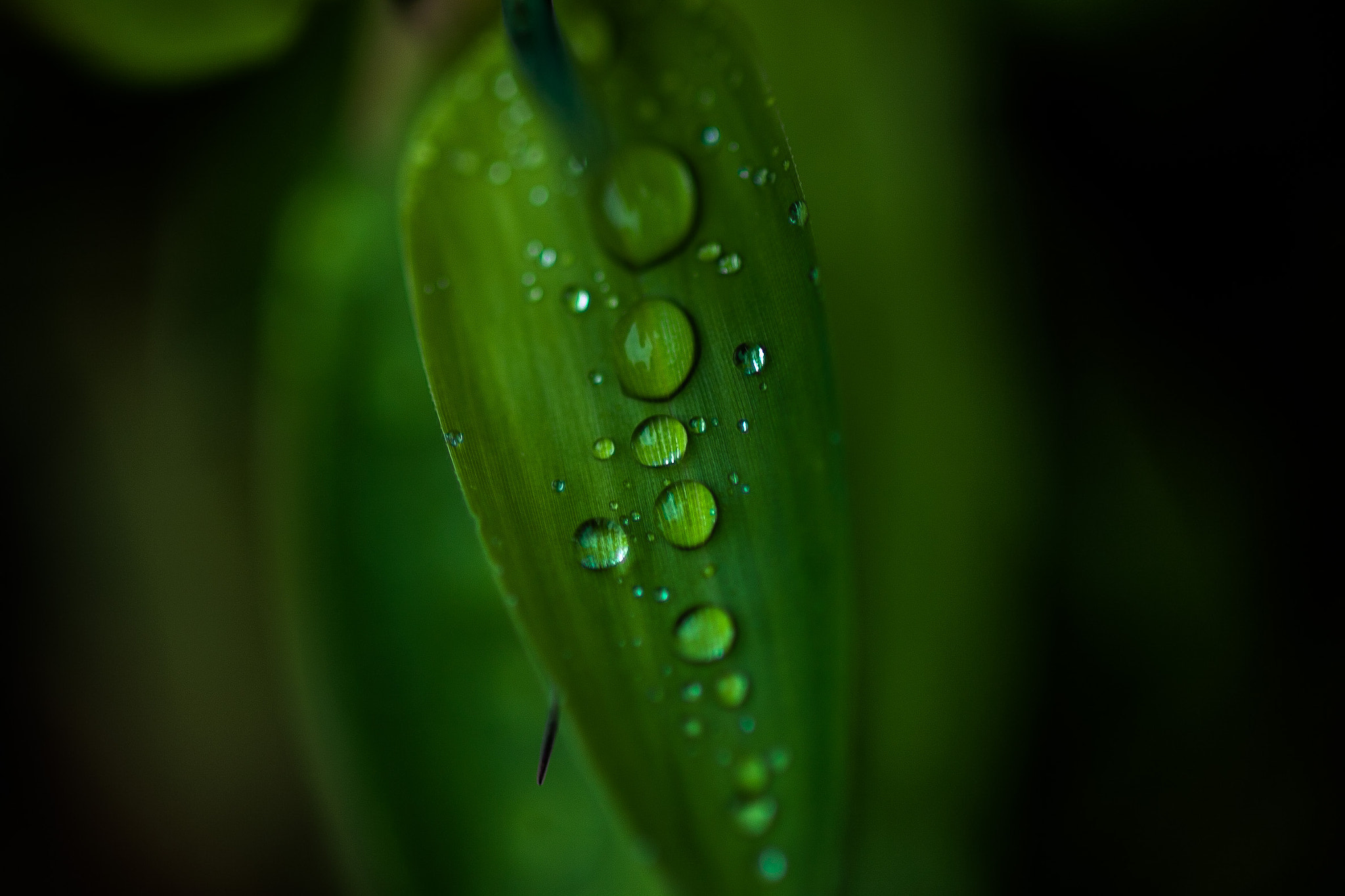 Canon EOS 50D + Canon EF 100mm F2.8 Macro USM sample photo. 葉の水滴 photography