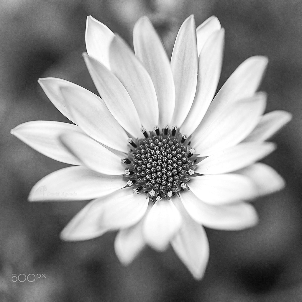 ZEISS Makro-Planar T* 50mm F2 sample photo. 10073179285.jpg photography