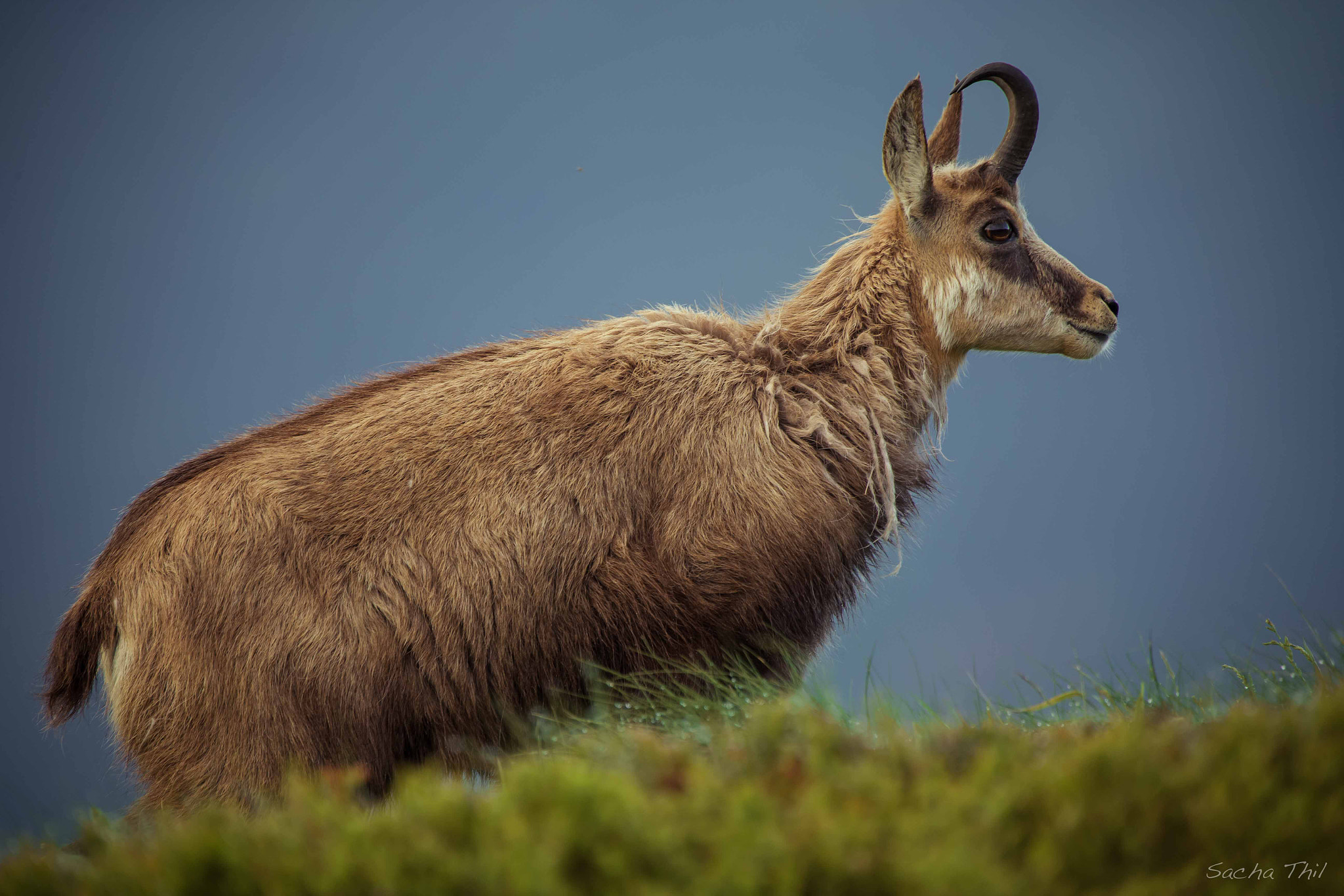 Canon EF 300mm F2.8L IS USM sample photo. Chamois photography