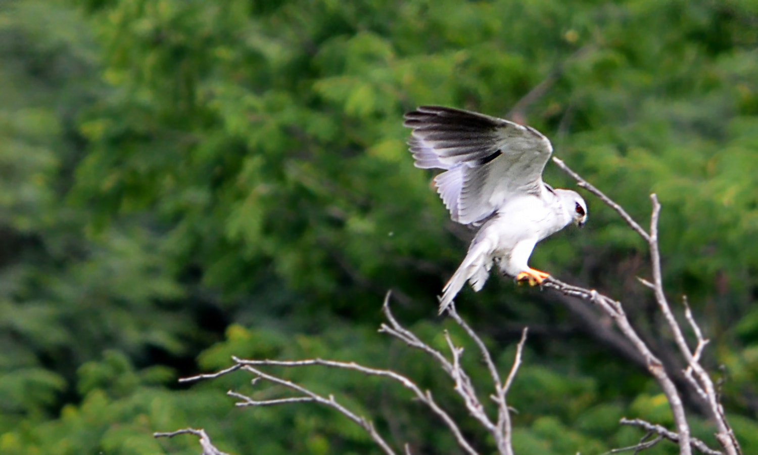 Nikon AF-S Nikkor 17-35mm F2.8D ED-IF sample photo. Black winged kite photography