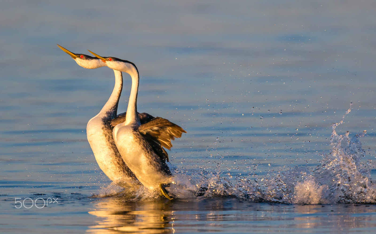 Canon EF 400mm F4.0 DO IS USM sample photo. Grebe courtship dance photography