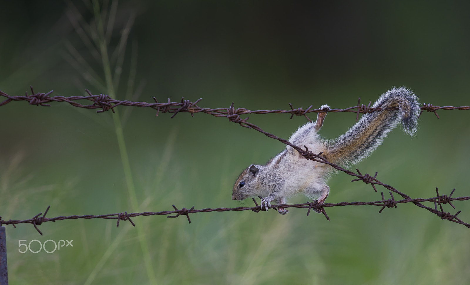 Canon EF 300mm F2.8L IS USM sample photo. Tread carefully photography