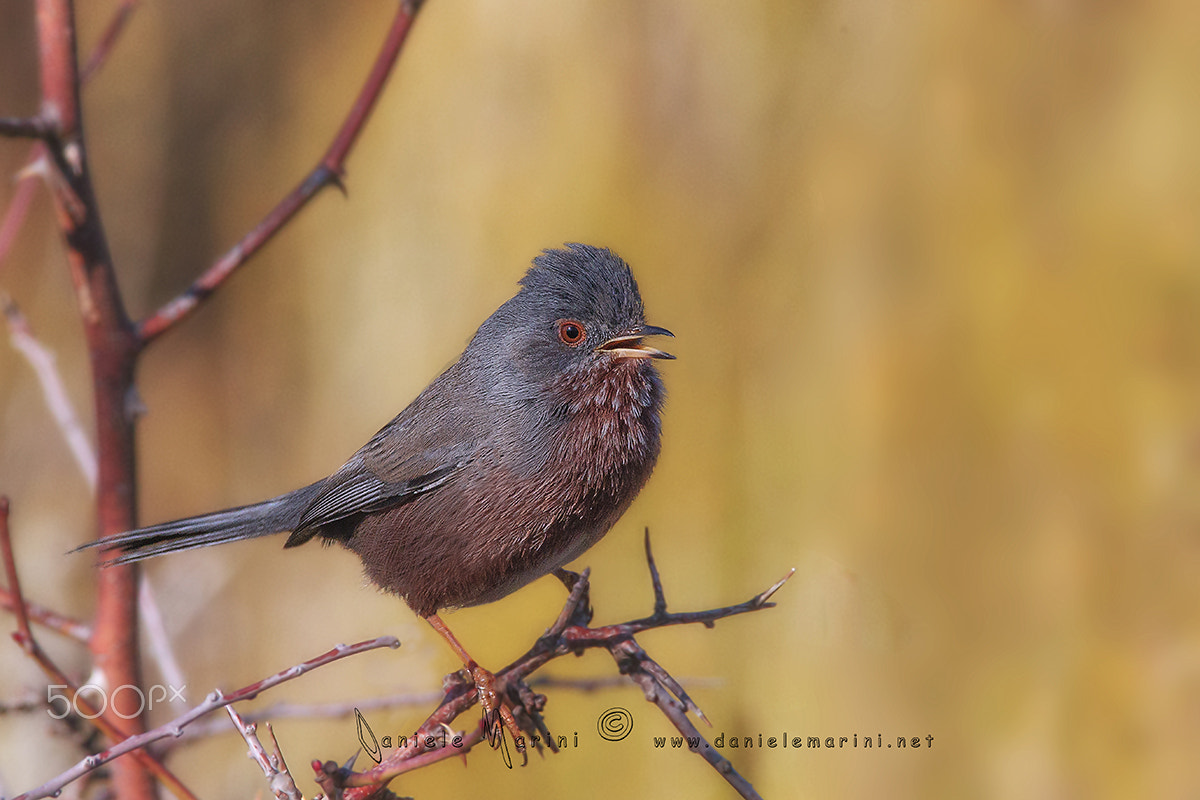 Canon EOS-1D Mark IV + Canon EF 600mm F4L IS USM sample photo. Dartford warbler - magnanina - (sylvia undata) photography