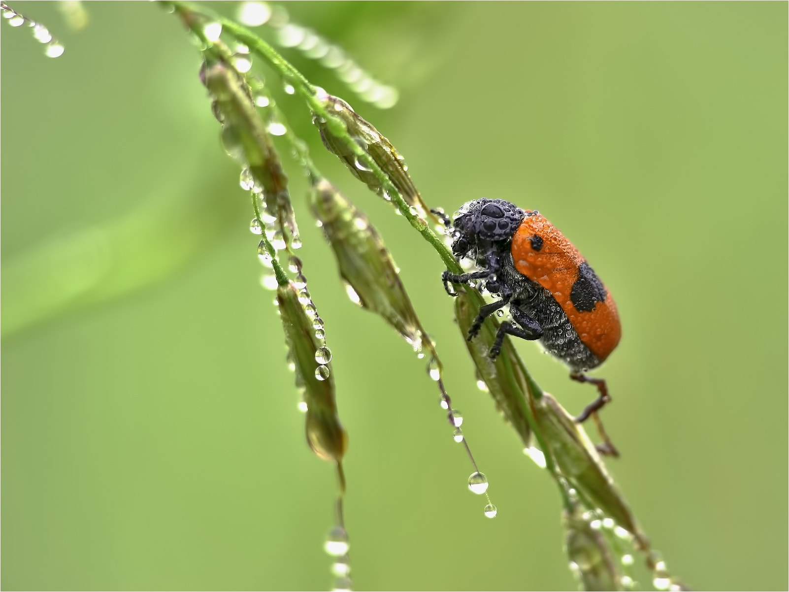 Canon EOS 1000D (EOS Digital Rebel XS / EOS Kiss F) sample photo. ... photography