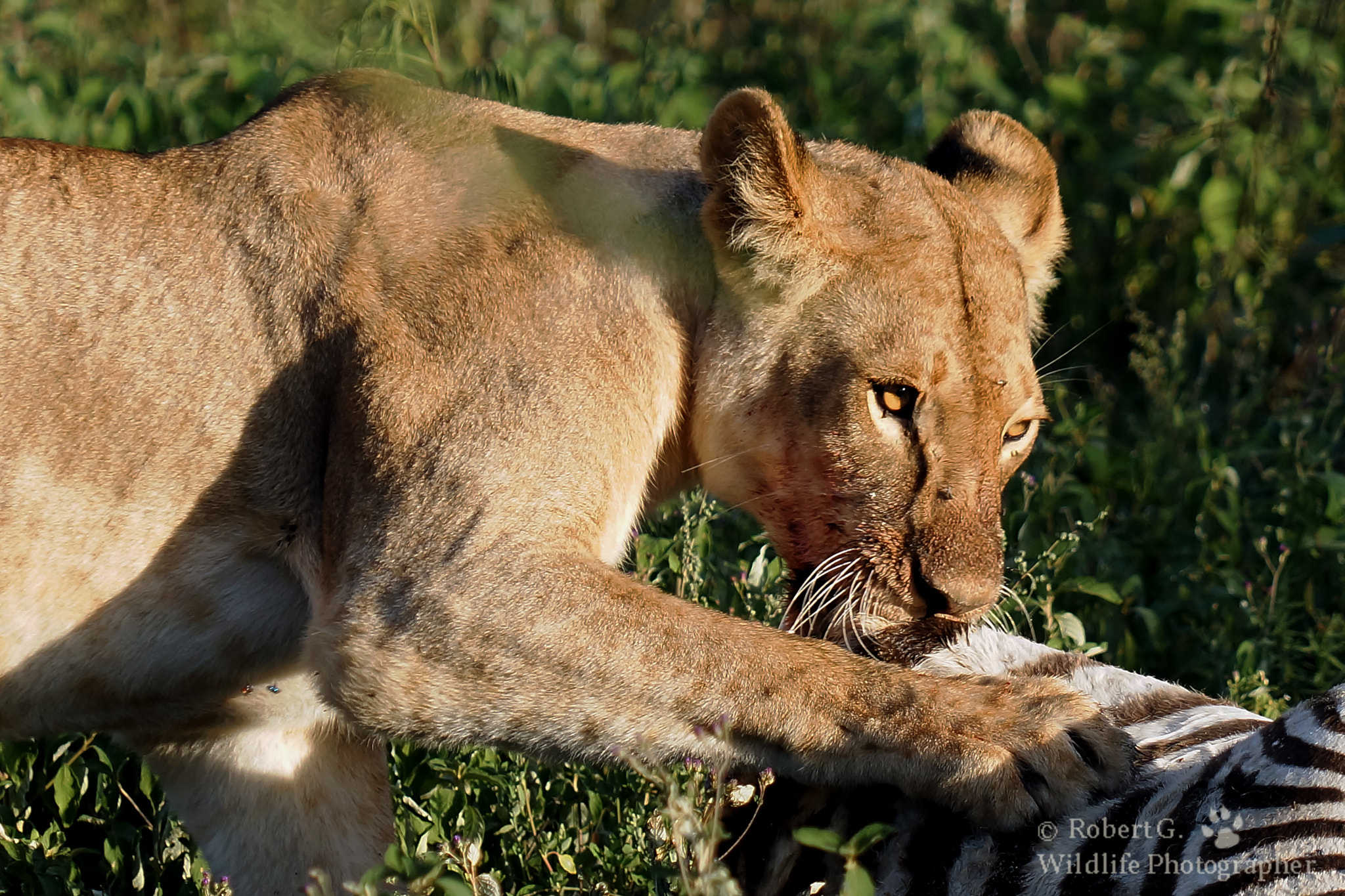 Sony SLT-A77 + Minolta/Sony AF 70-200mm F2.8 G sample photo. Lion eat zebra photography