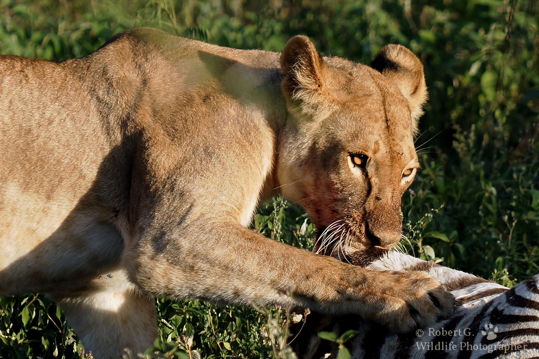 Sony SLT-A77 sample photo. Lion eat zebra photography