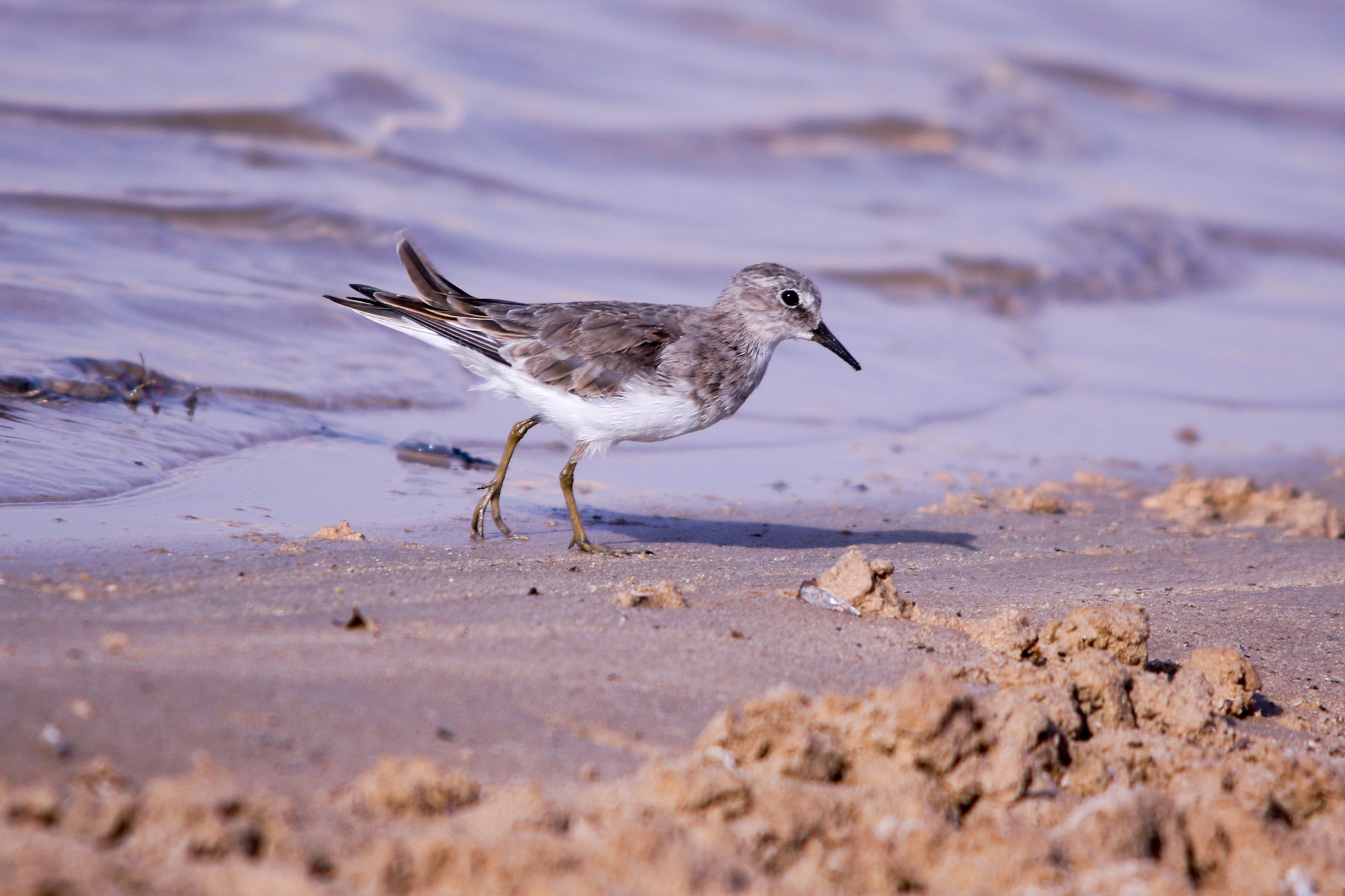 Canon 150-500mm sample photo