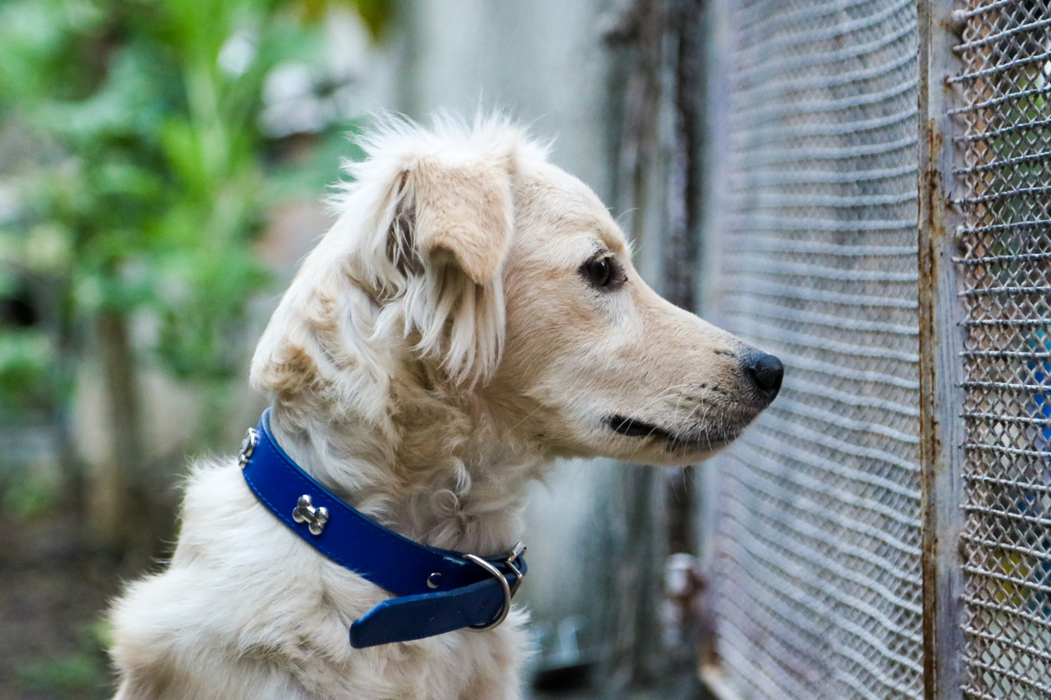 Canon EOS 750D (EOS Rebel T6i / EOS Kiss X8i) sample photo. Marley photography