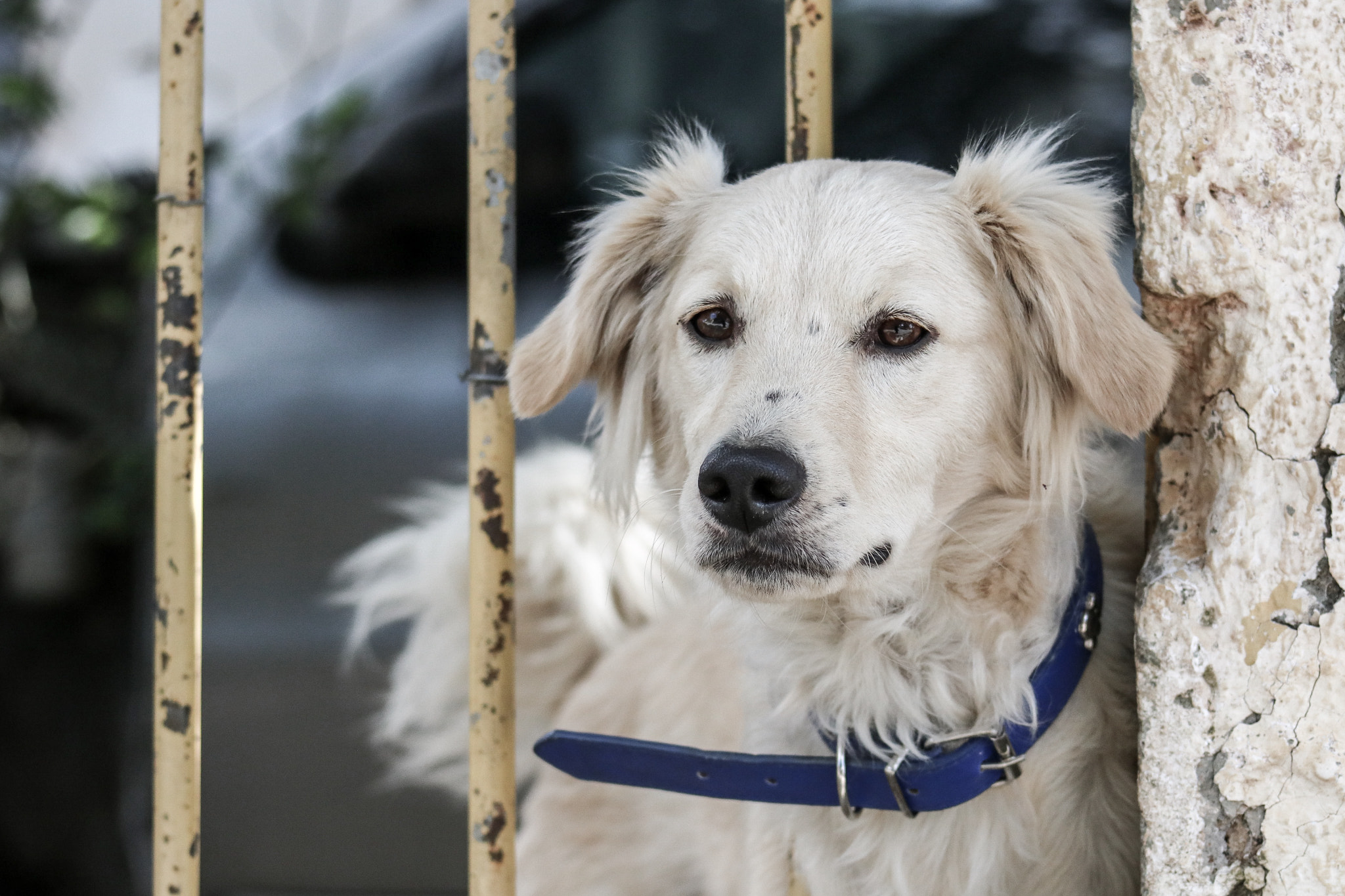 Canon EOS 750D (EOS Rebel T6i / EOS Kiss X8i) + EF75-300mm f/4-5.6 sample photo. Marley photography