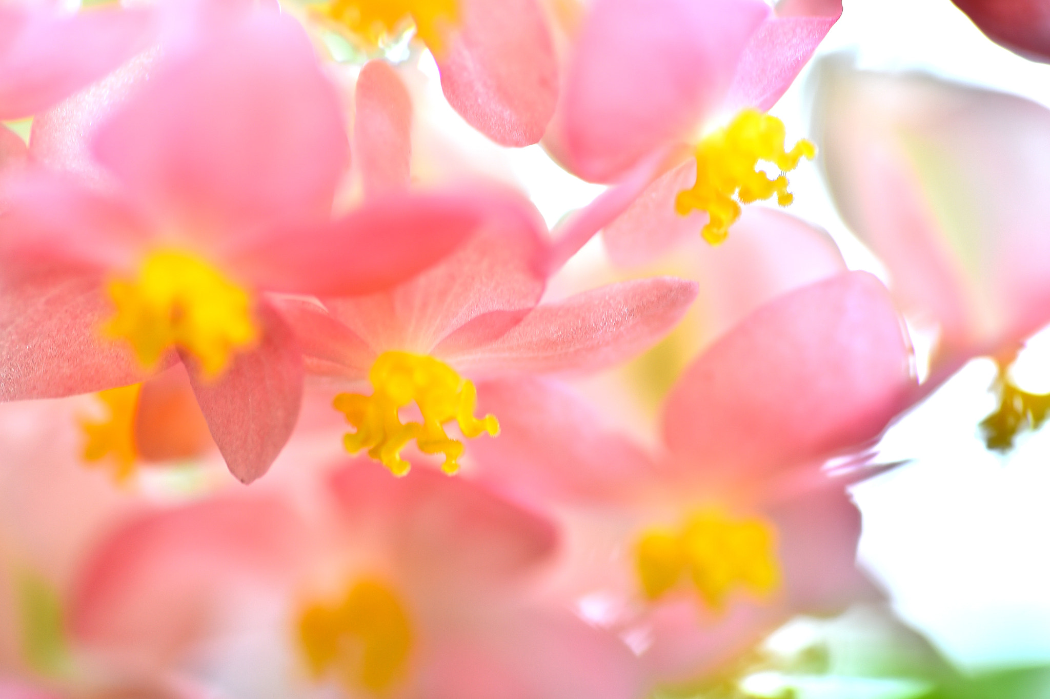 Nikon D4S sample photo. Begonia photography