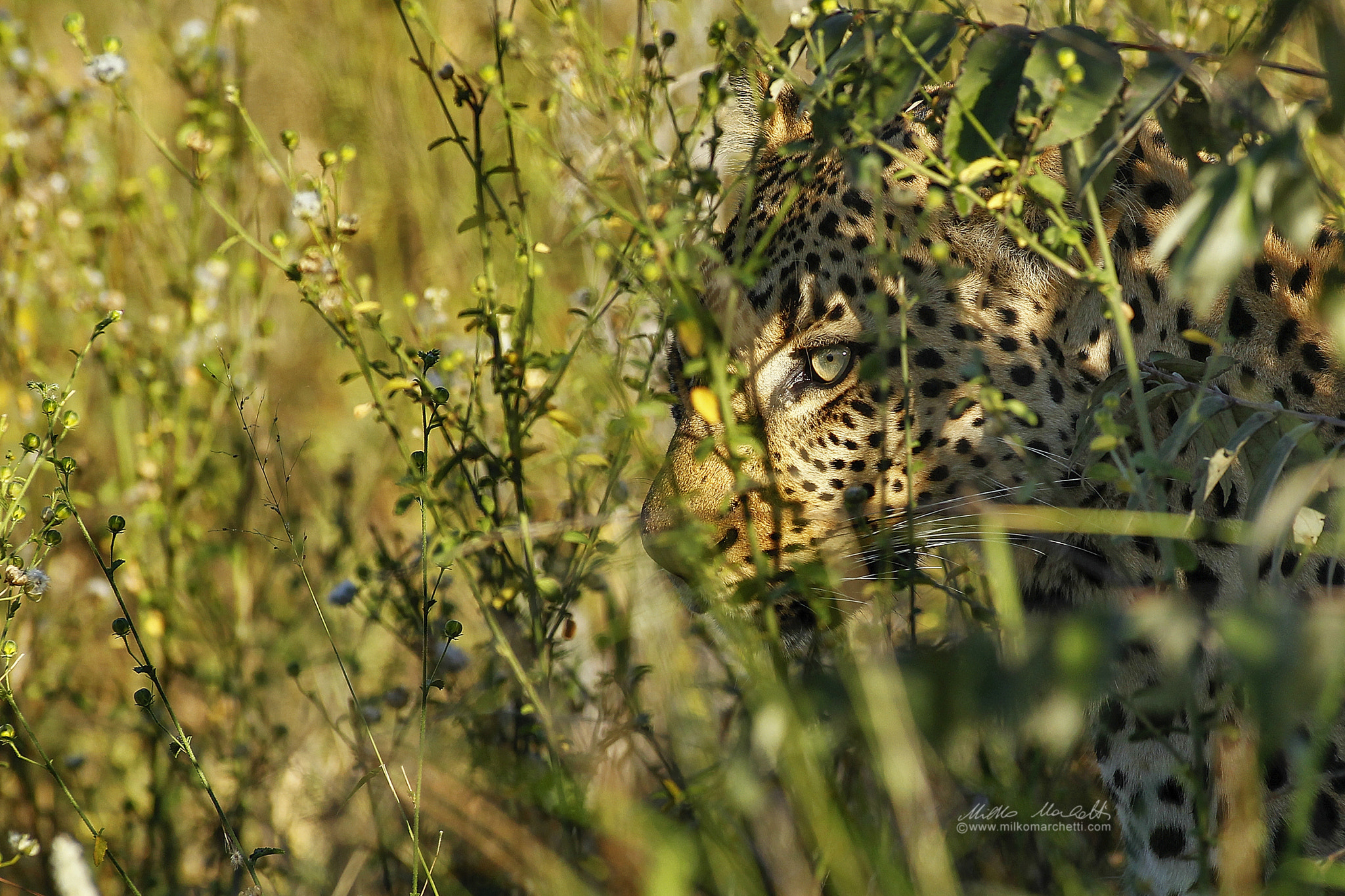 Canon EF 300mm f/2.8L sample photo. Leopard photography