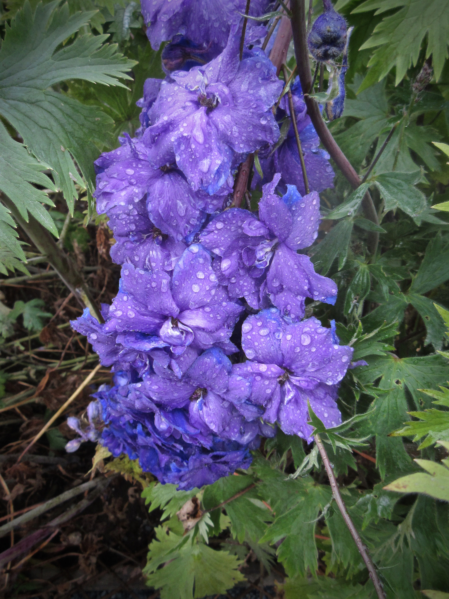 Canon PowerShot ELPH 340 HS (IXUS 265 HS / IXY 630) sample photo. How the flowers felt photography