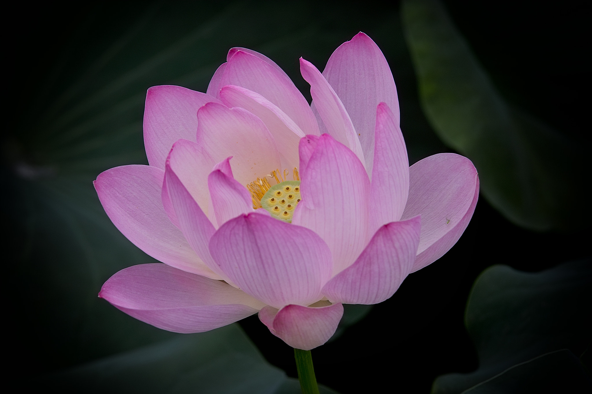 Sigma SD10 sample photo. Lotus photography