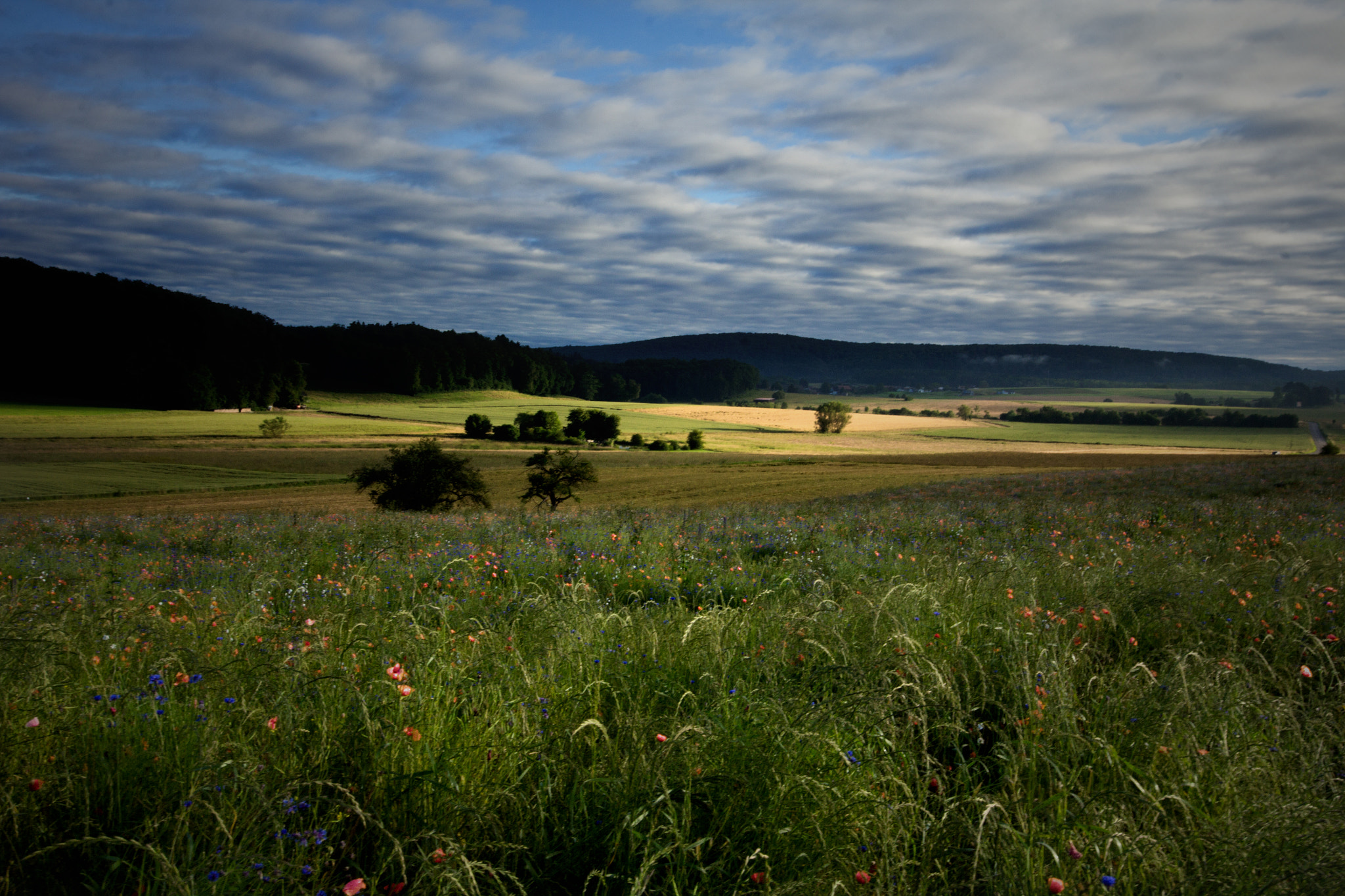 Sigma 12-24mm F4.5-5.6 II DG HSM sample photo. Coeuve fleurs photography