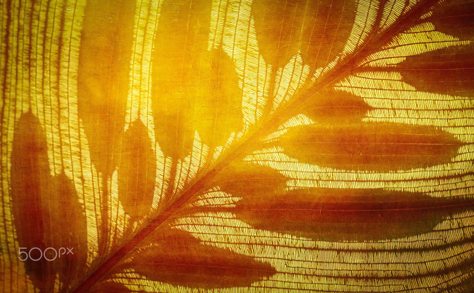 Panasonic Lumix DMC-G5 sample photo. Tropical leaf photography