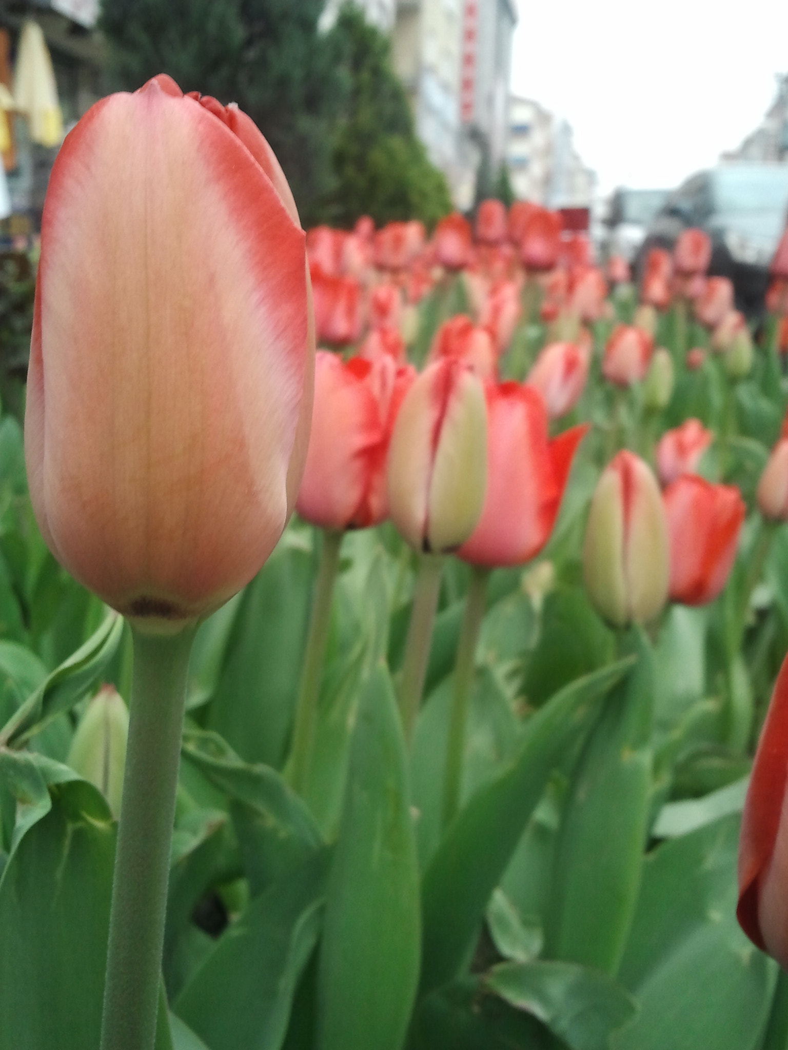 Samsung GT-S8530 sample photo. Samsung photography