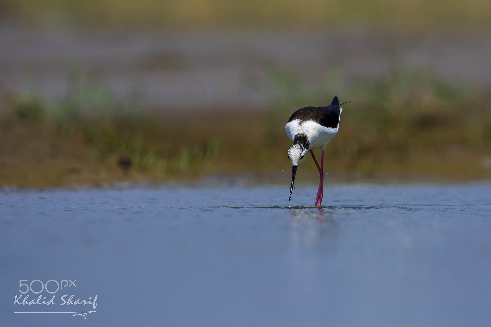 Nikon D7200 + Nikon AF-S Nikkor 600mm F4G ED VR sample photo. Black-winged stilts (himantopus) 黑翅长脚鹬 hēi chì chá photography