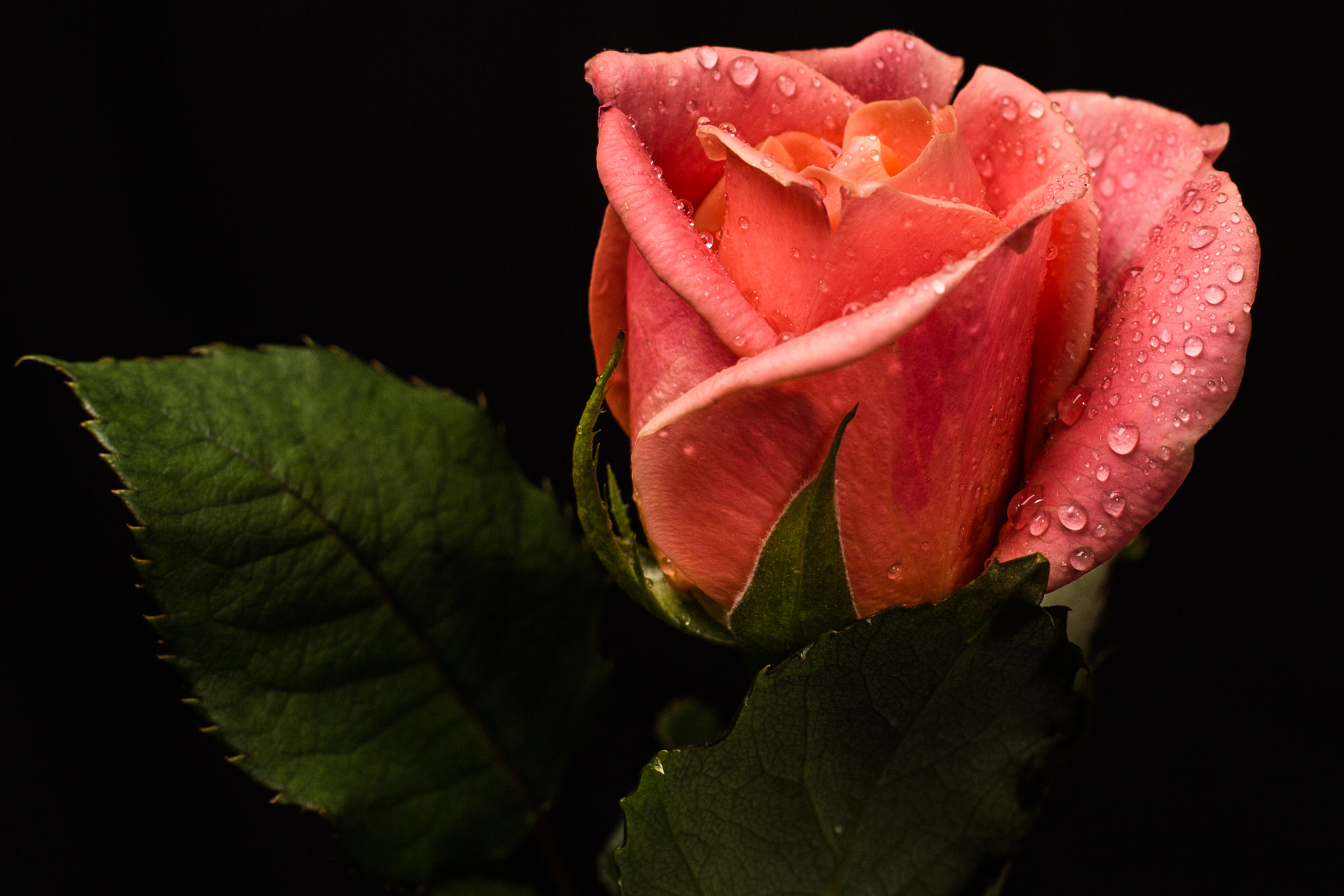 Canon EOS 6D + Canon EF 50mm F1.4 USM sample photo. Still life rose photography