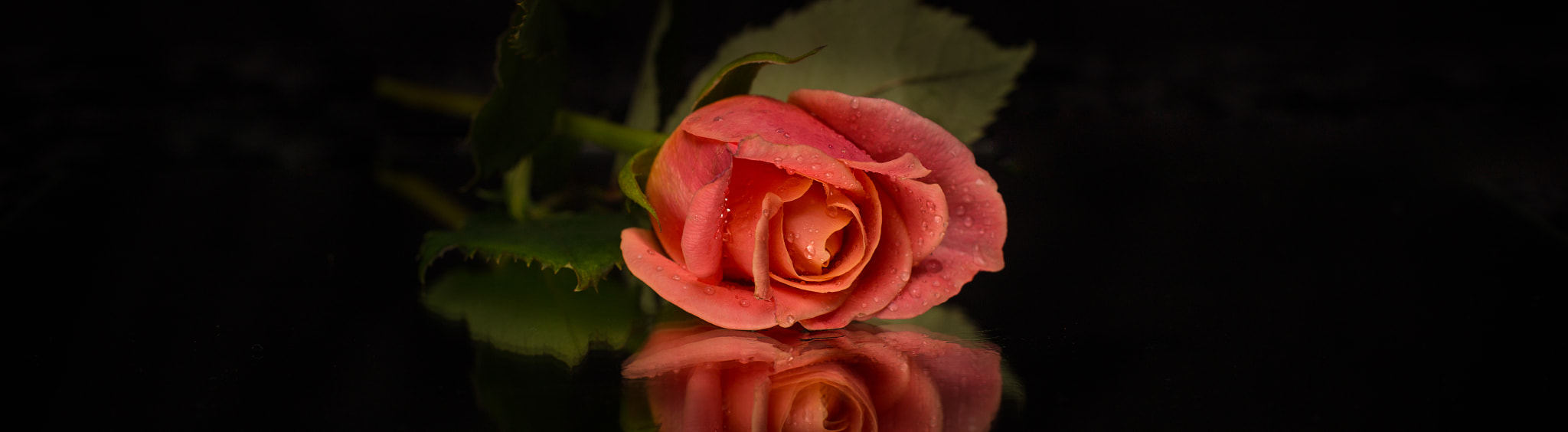 Canon EOS 6D + Canon EF 50mm F1.4 USM sample photo. Still life rose photography