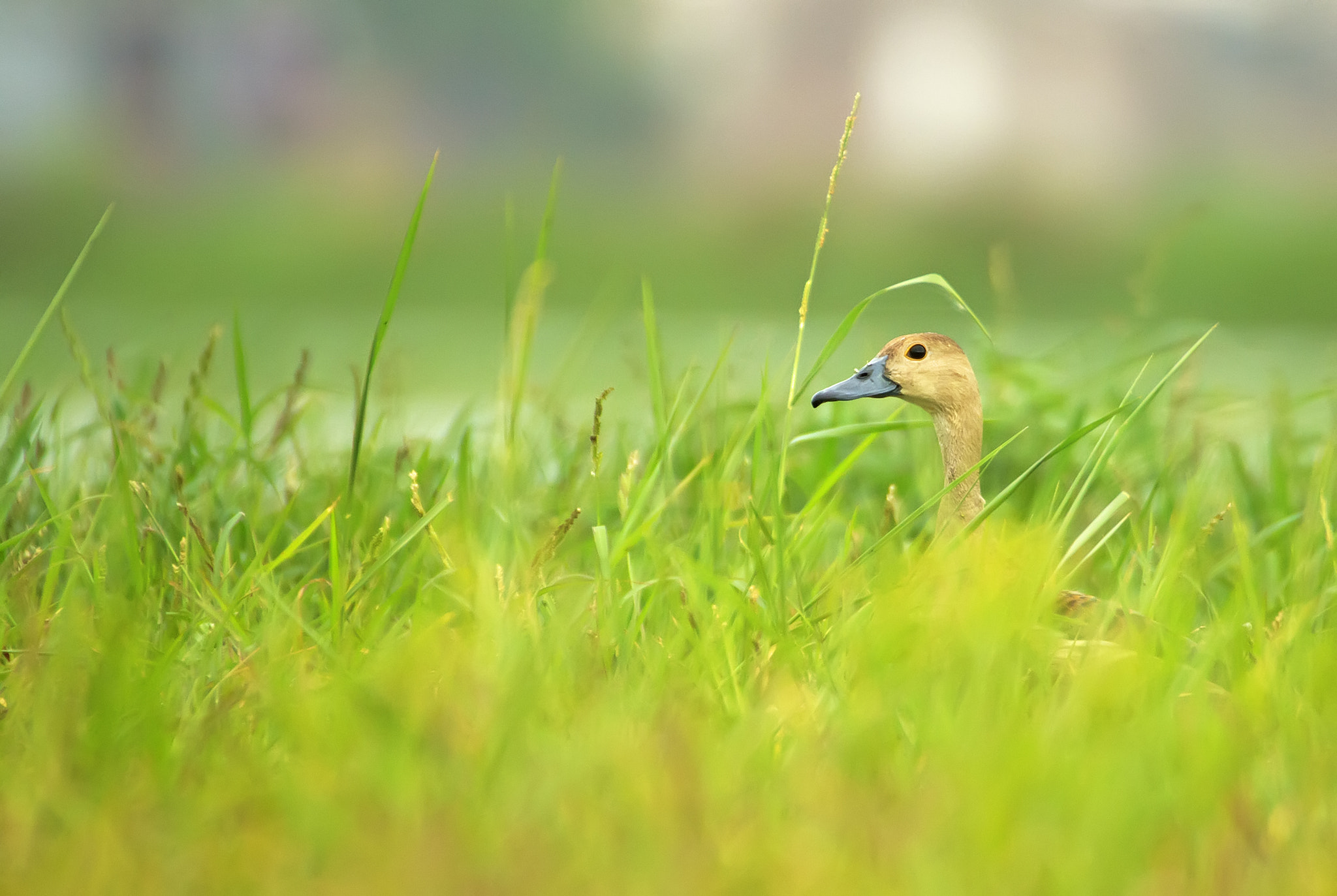 Canon EOS 70D + Sigma 50-500mm F4.5-6.3 DG OS HSM sample photo. Peek-e-boo photography