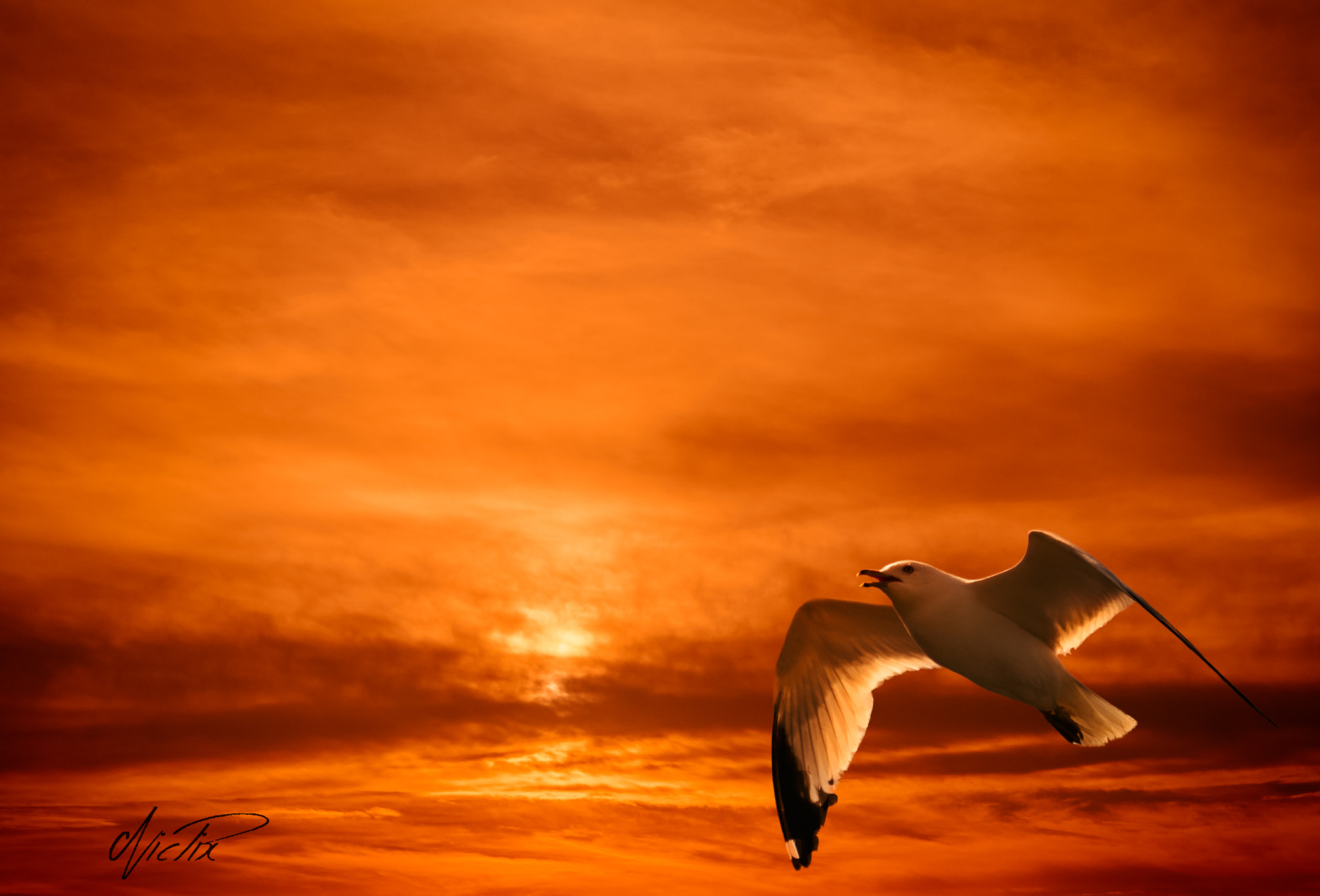 Panasonic Lumix DMC-G7 sample photo. Seagul flying sunset photography