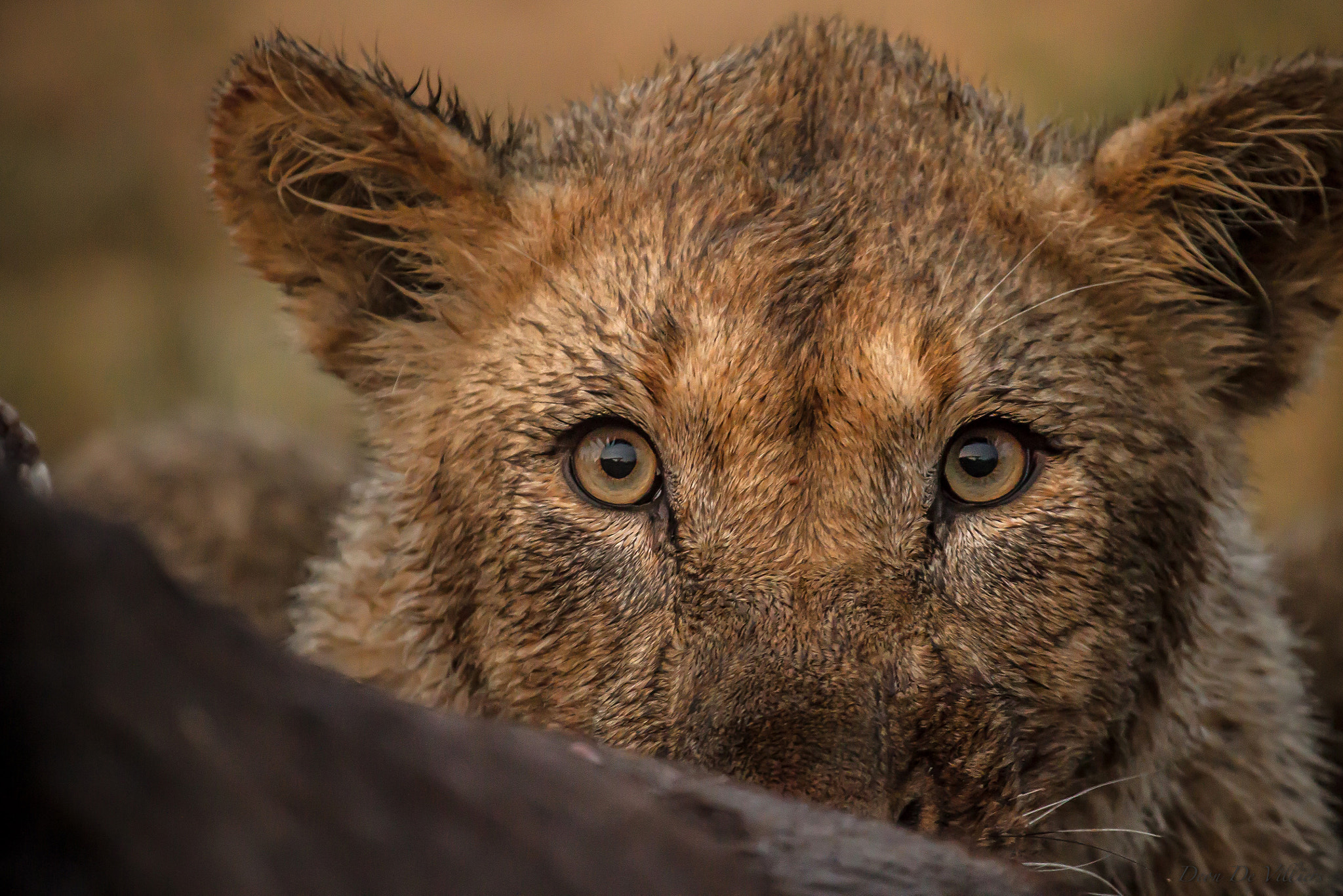 Canon EF 100-400mm F4.5-5.6L IS USM sample photo. Wild eyes photography