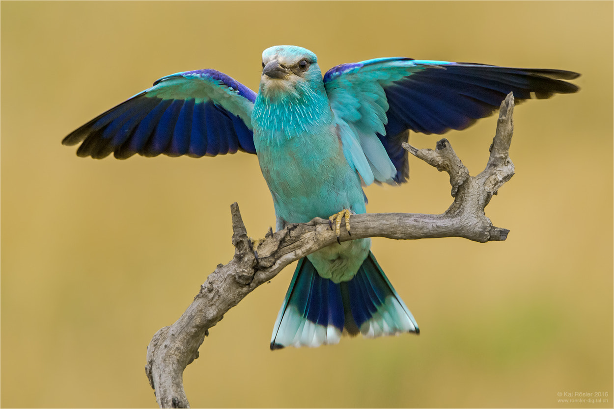 Tamron SP 150-600mm F5-6.3 Di VC USD sample photo. European roller photography