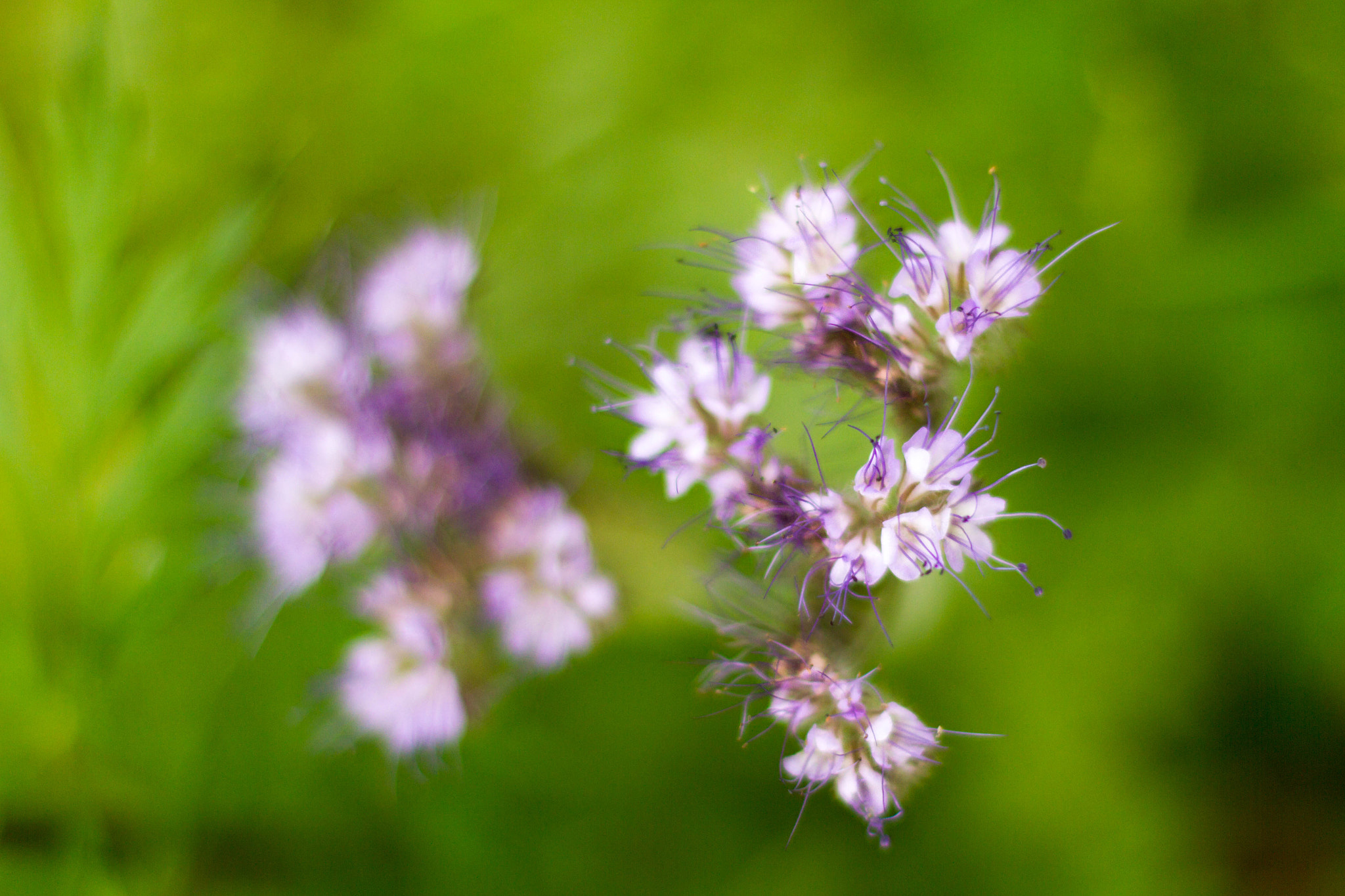 Canon EOS 7D + Canon EF 50mm F1.4 USM sample photo. Wild flower photography