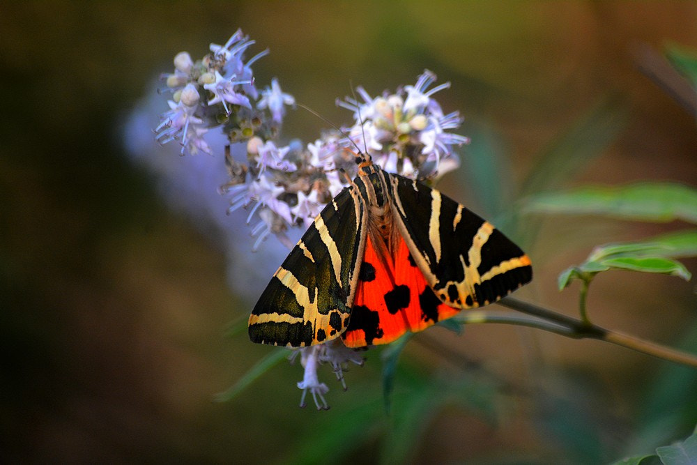 Nikon D7100 + Sigma 70-300mm F4-5.6 APO Macro Super II sample photo. Euplagia quadripunctaria -  kaplan kelebeği photography