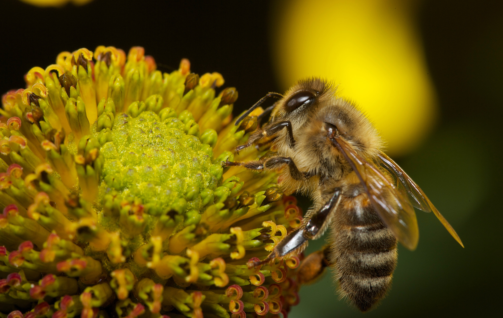 Canon EOS-1Ds Mark II + Canon EF 100mm F2.8 Macro USM sample photo. Bee pollenating photography