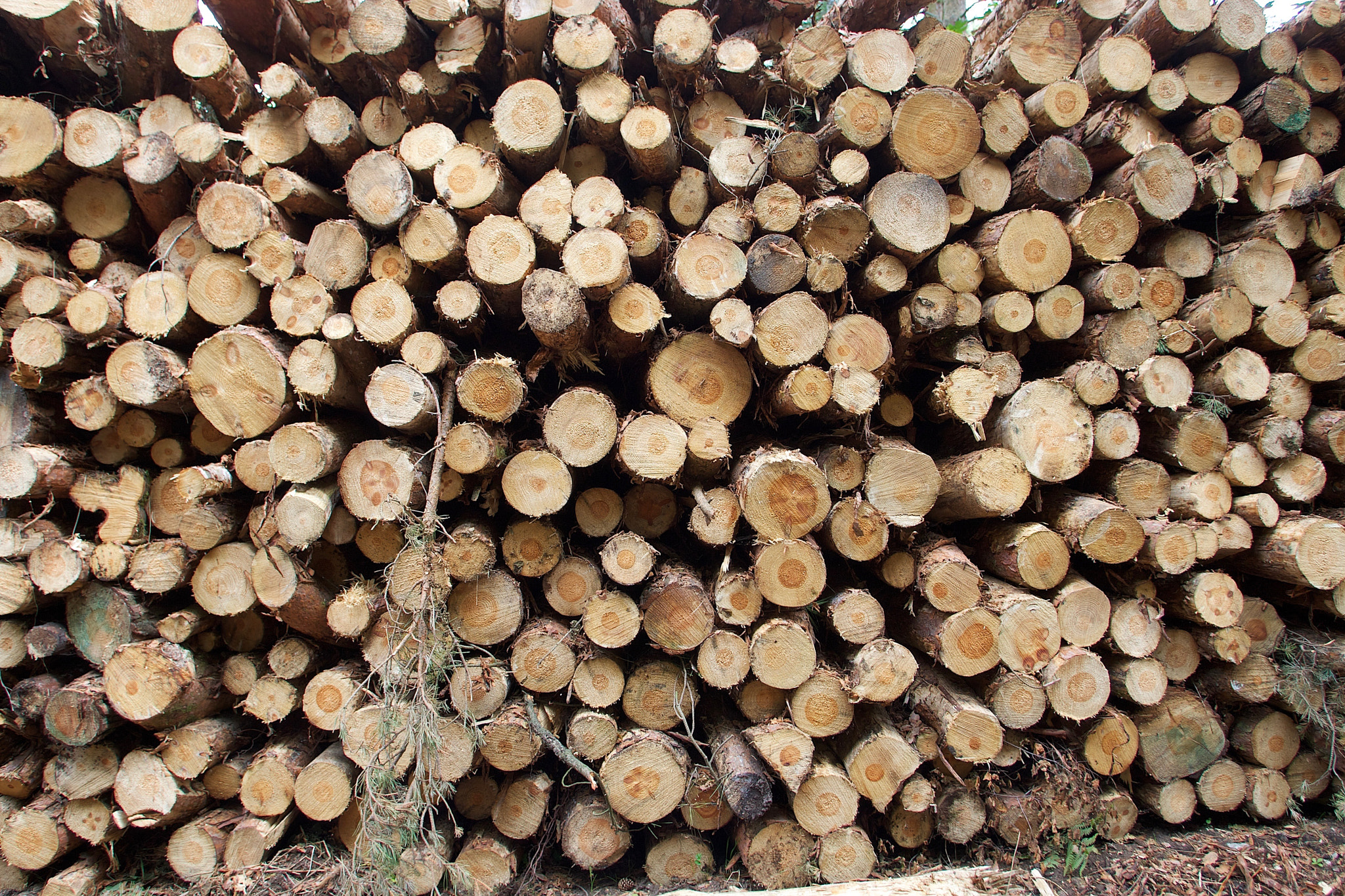 Canon EF 17-35mm f/2.8L sample photo. Log stack.jpg photography