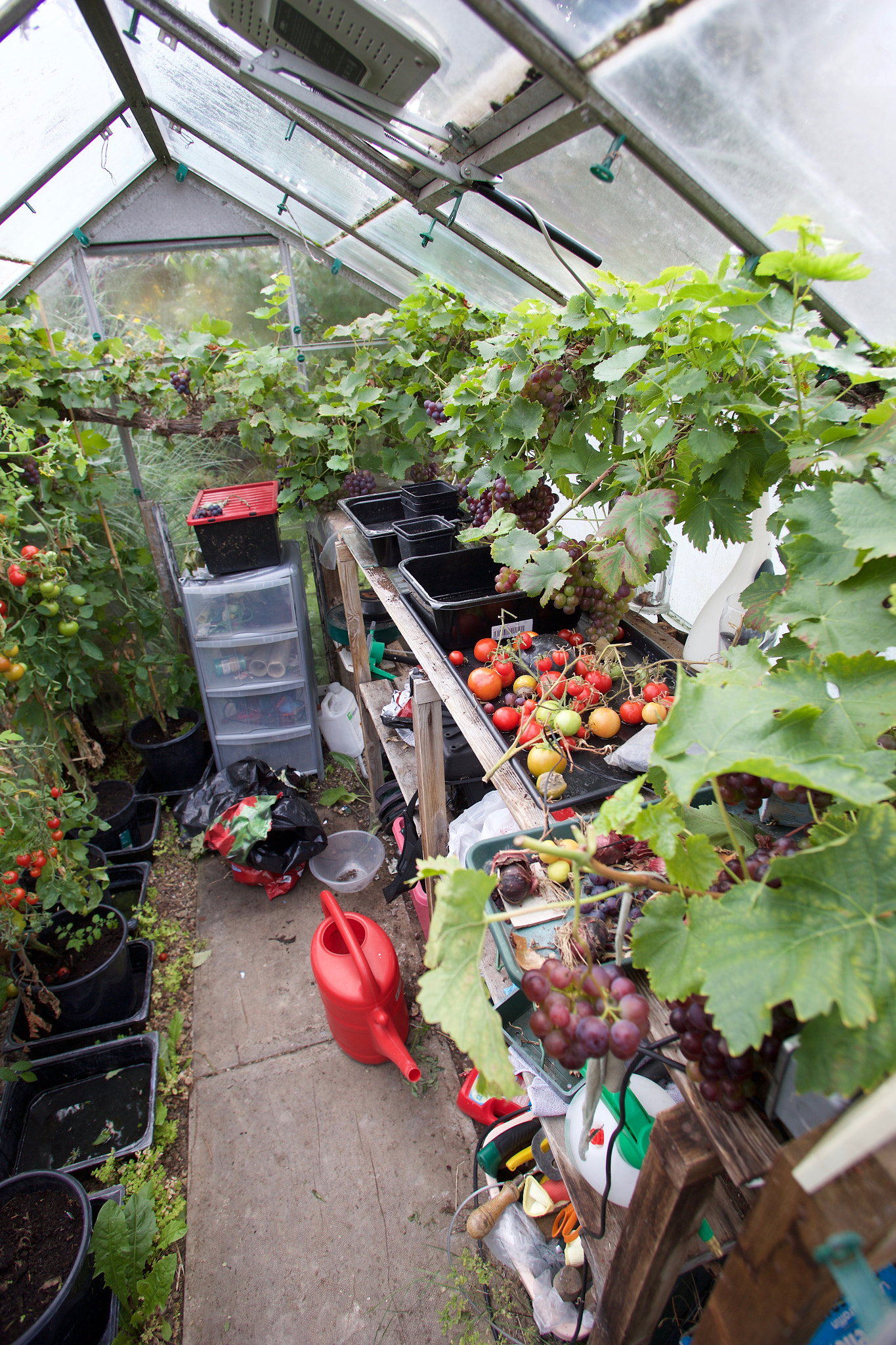 Canon EF 17-35mm f/2.8L sample photo. Greenhouse photography