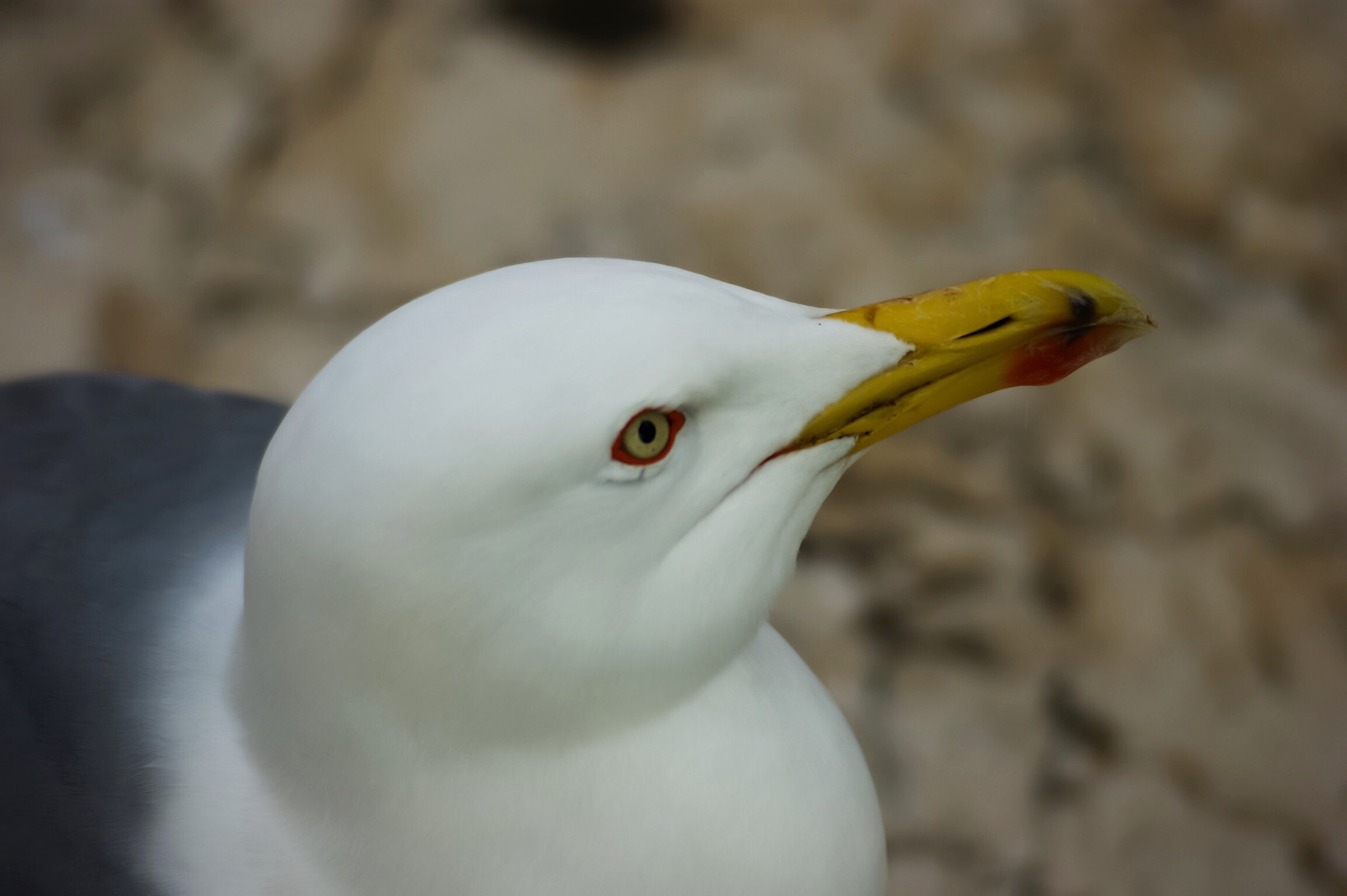 Sony Alpha DSLR-A390 sample photo. Seagull of rome photography