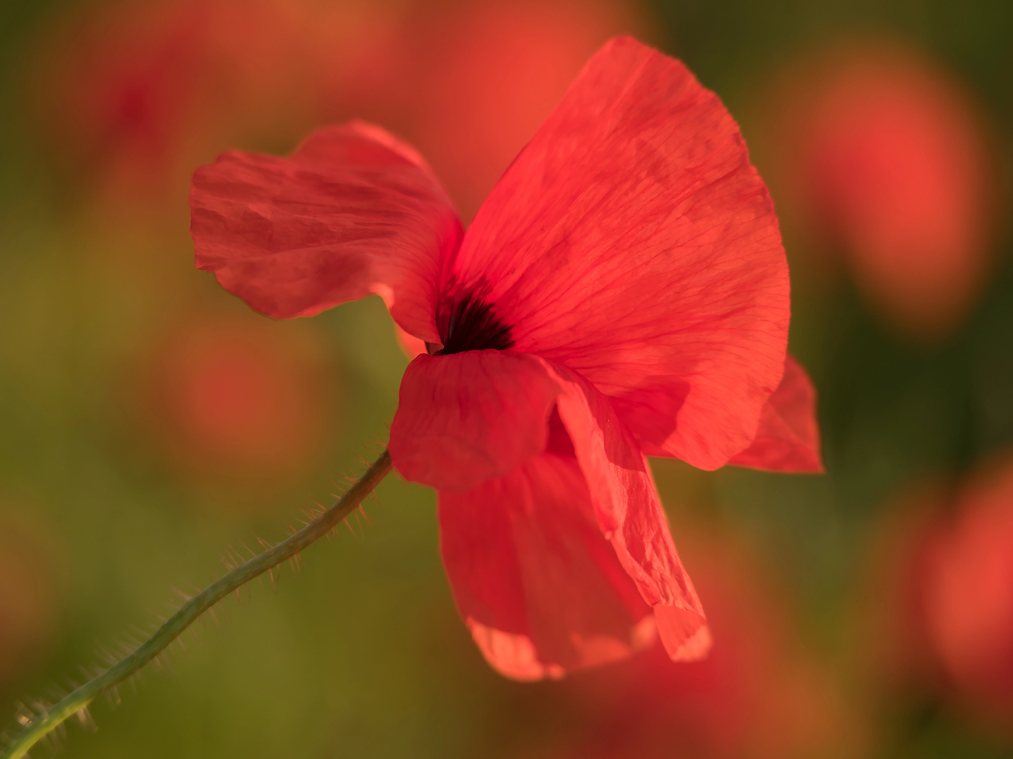 Panasonic Lumix G X Vario 35-100mm F2.8 OIS sample photo. Single poppy photography