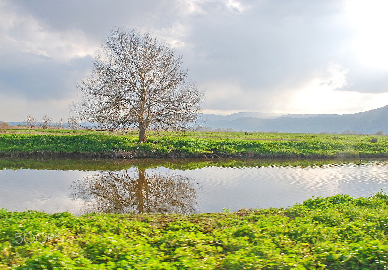 Nikon D40X sample photo. Bare lone tree reflecting in a stream with omnious sky   taken i photography